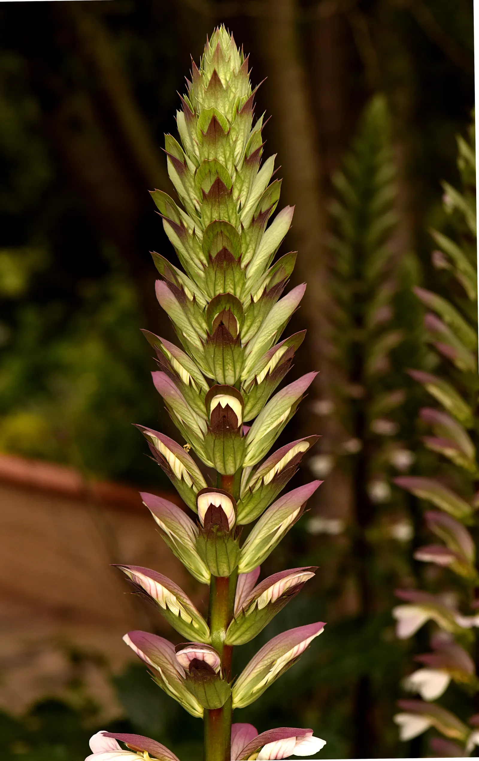 Bear's Breech (Acanthus Mollis) — creating a lush backdrop for other garden plants.<br><br>In the summer, image 63