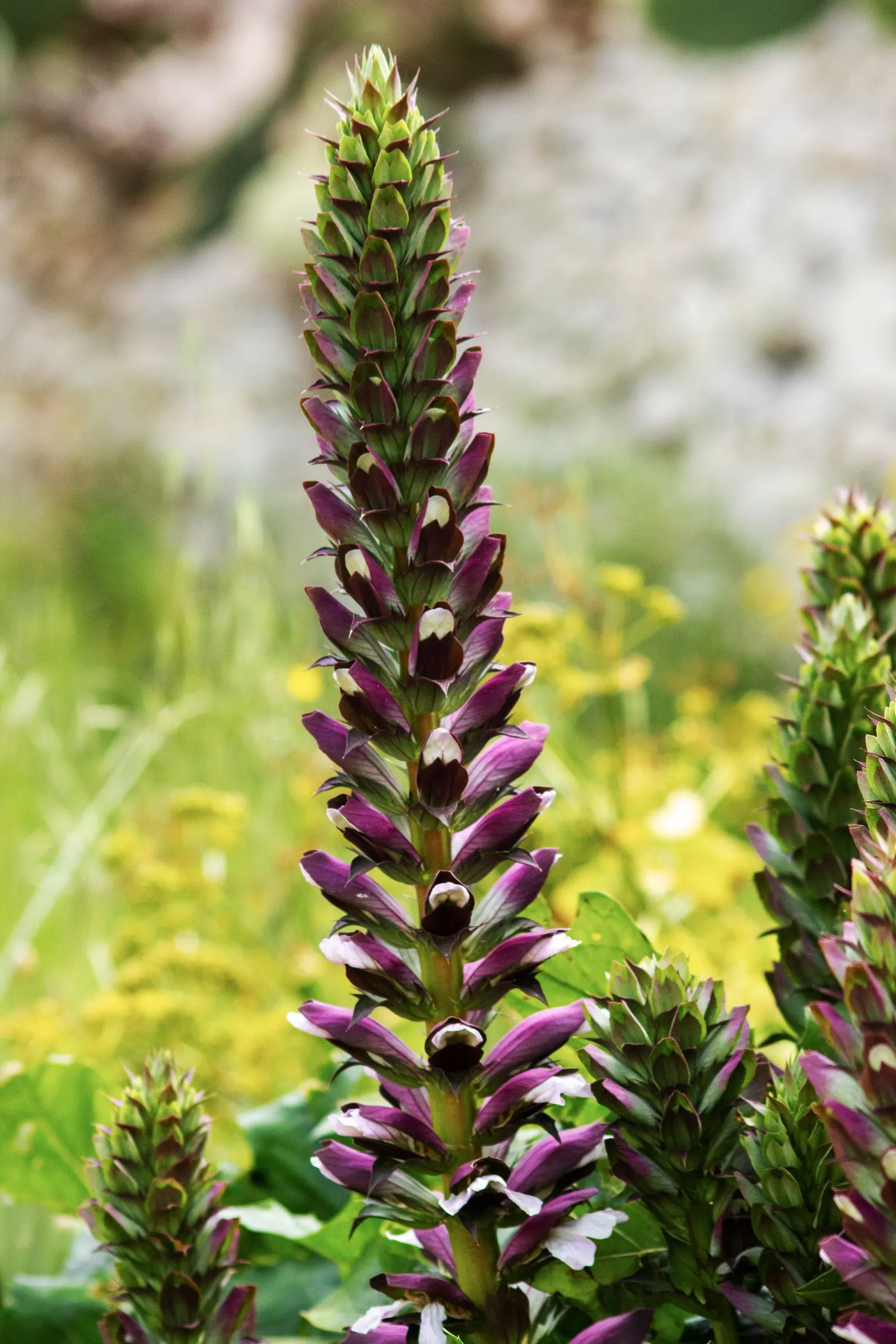 Bear's Breech (Acanthus Mollis) — Ideal for USDA zones 7-10; and is drought-tolerant once established, image 80