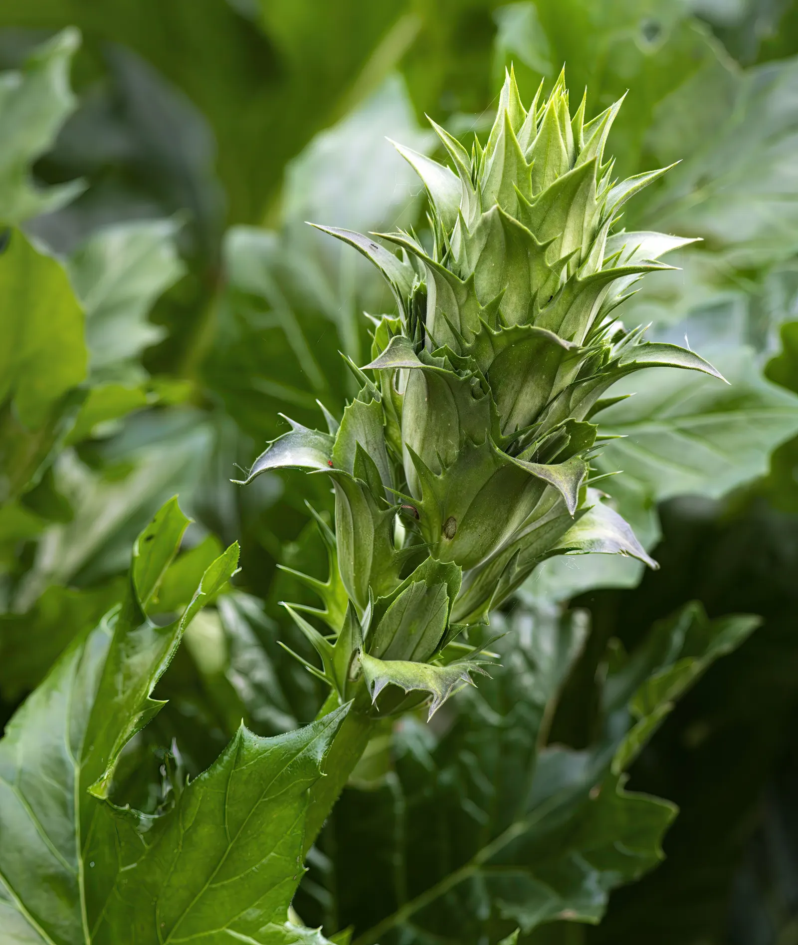 Bear's Breech (Acanthus Mollis) — Bear's Breech is quite drought-tolerant; deeply lobed leaves span approximately 1.5 to 2 feet long, image 70