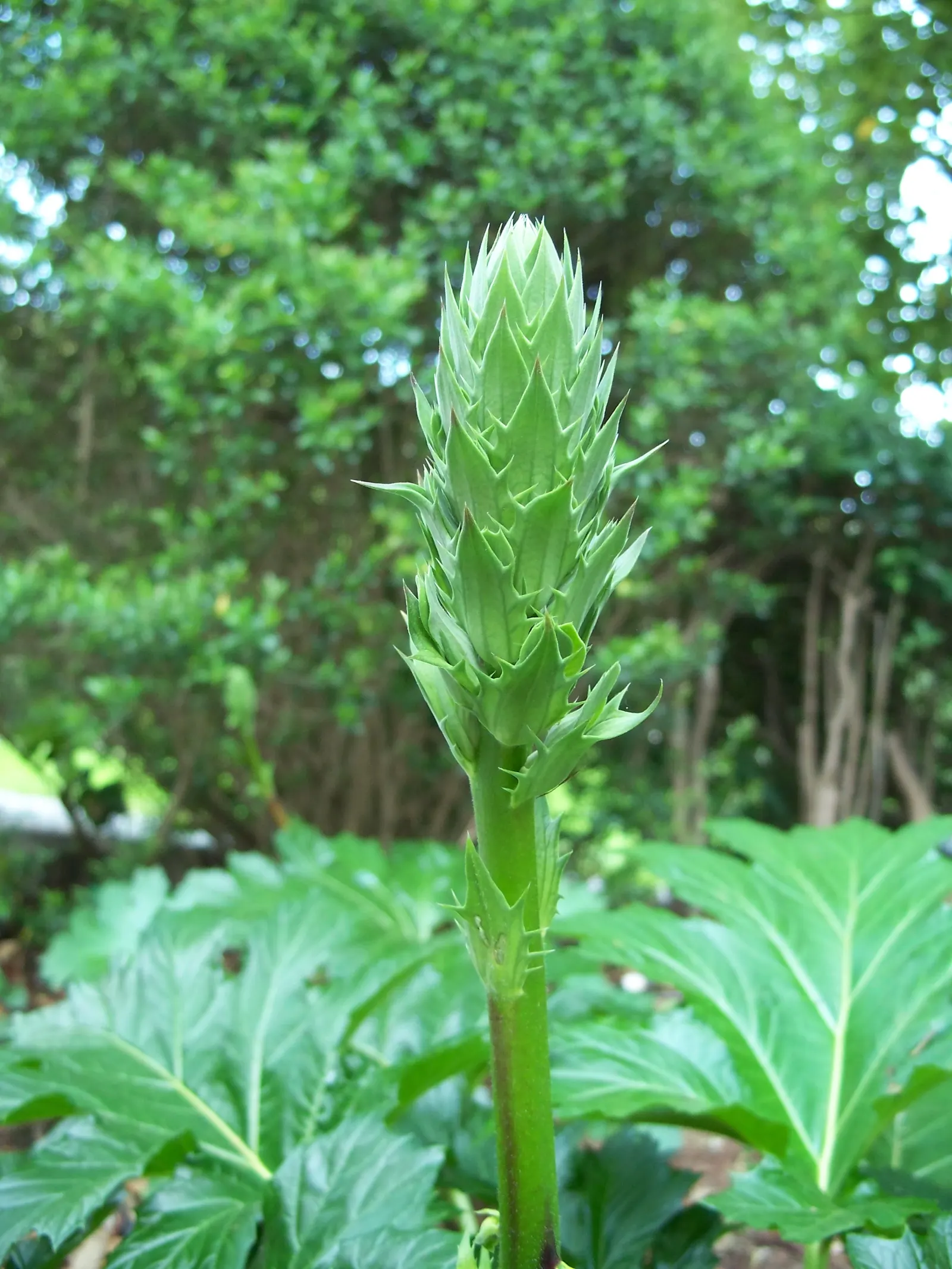 Bear's Breech (Acanthus Mollis) — It reaches 3-5 feet tall and spreads up to 2-3 feet wide