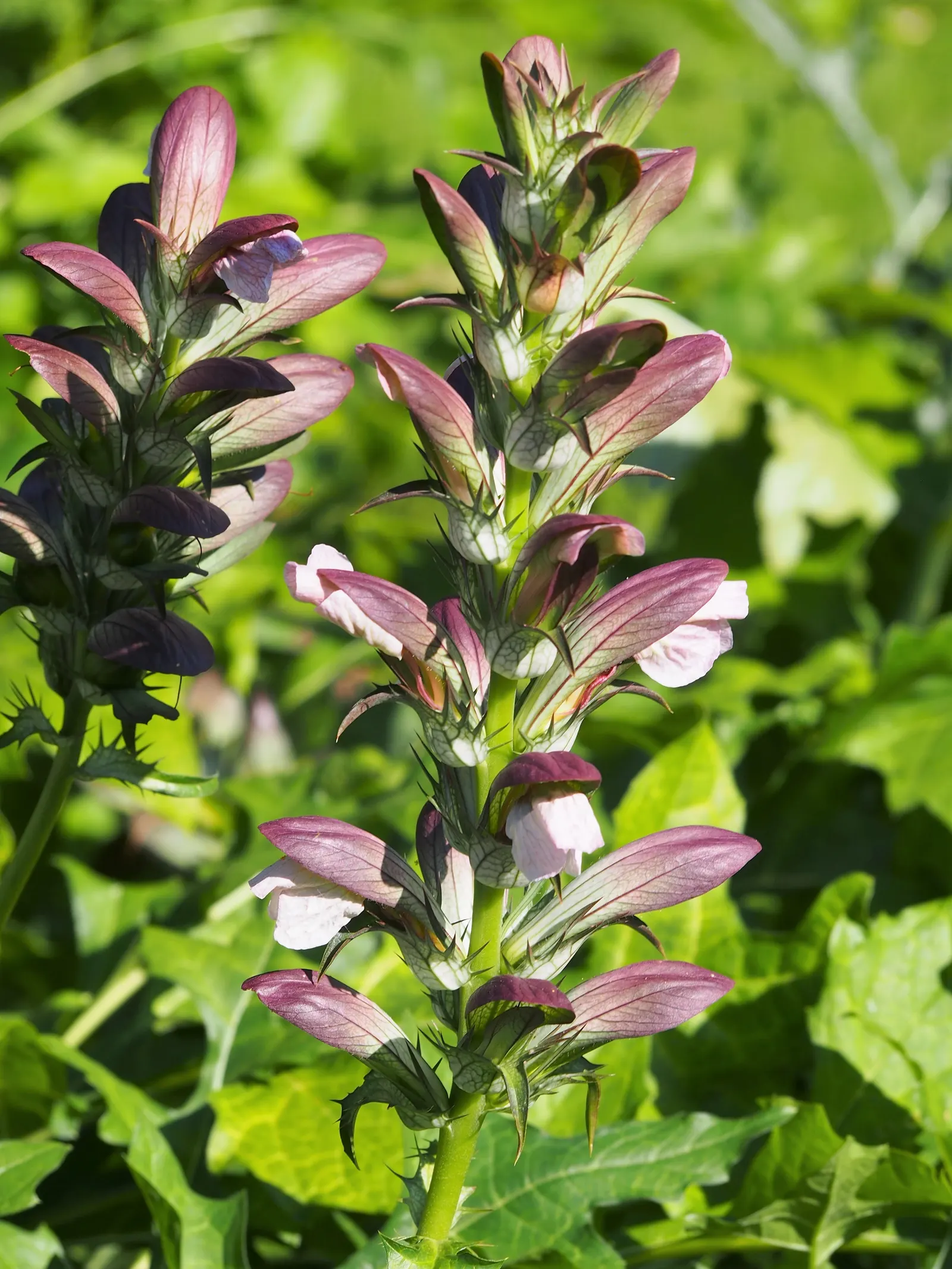 Bear's Breech (Acanthus Mollis) — Bear's Breech is quite drought-tolerant