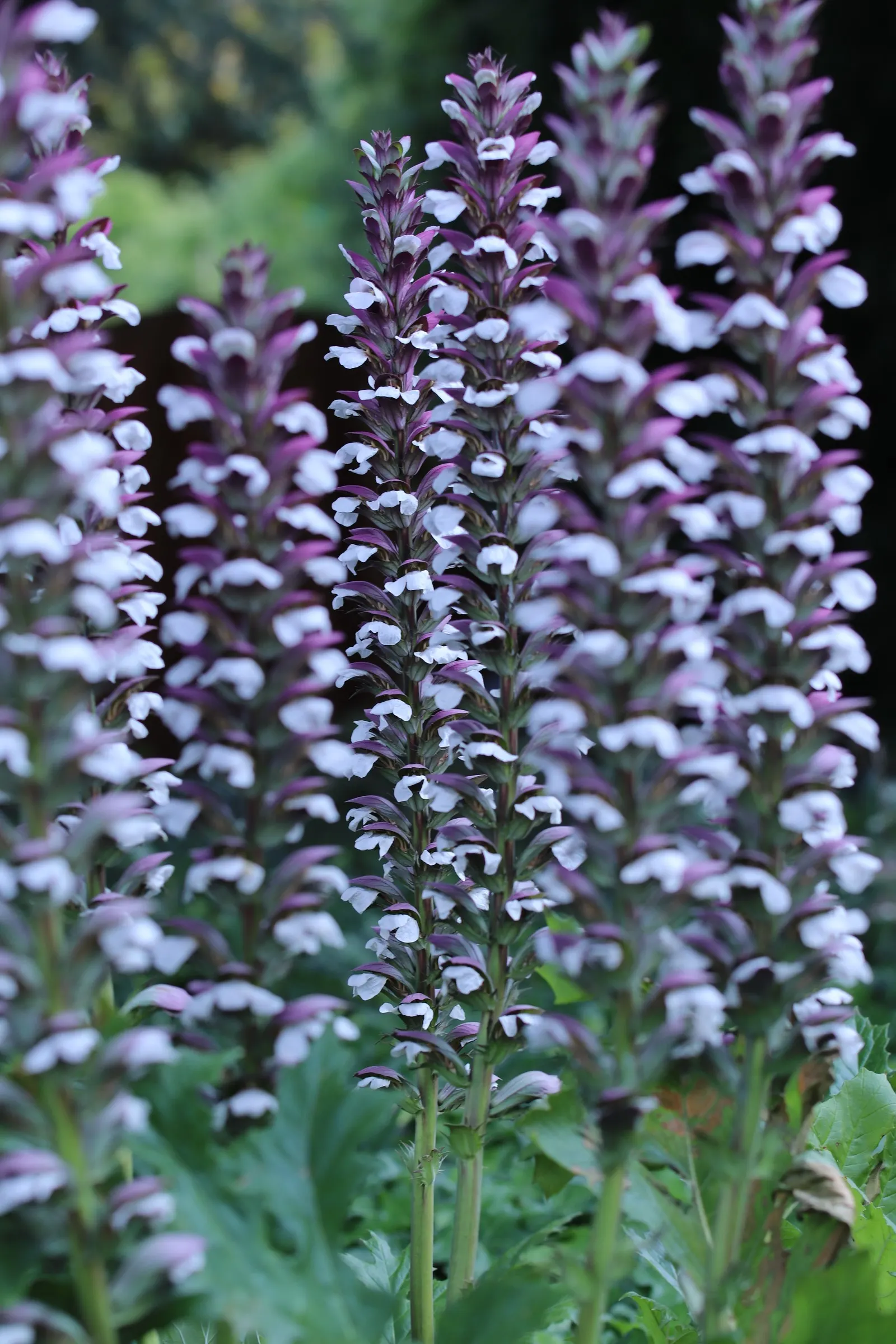 Bear's Breech (Acanthus Mollis) — It reaches 3-5 feet tall and spreads up to 2-3 feet wide; preferring partial shade to full sun exposures
