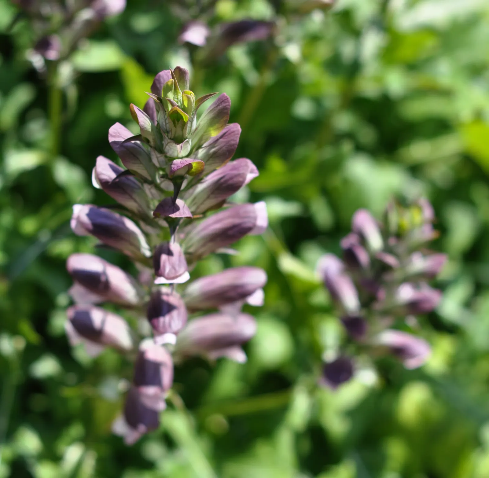 Bear's Breech (Acanthus Mollis) — Bear's Breech (Acanthus mollis) is an evergreen perennial; its deeply lobed leaves add texture, while white and purple