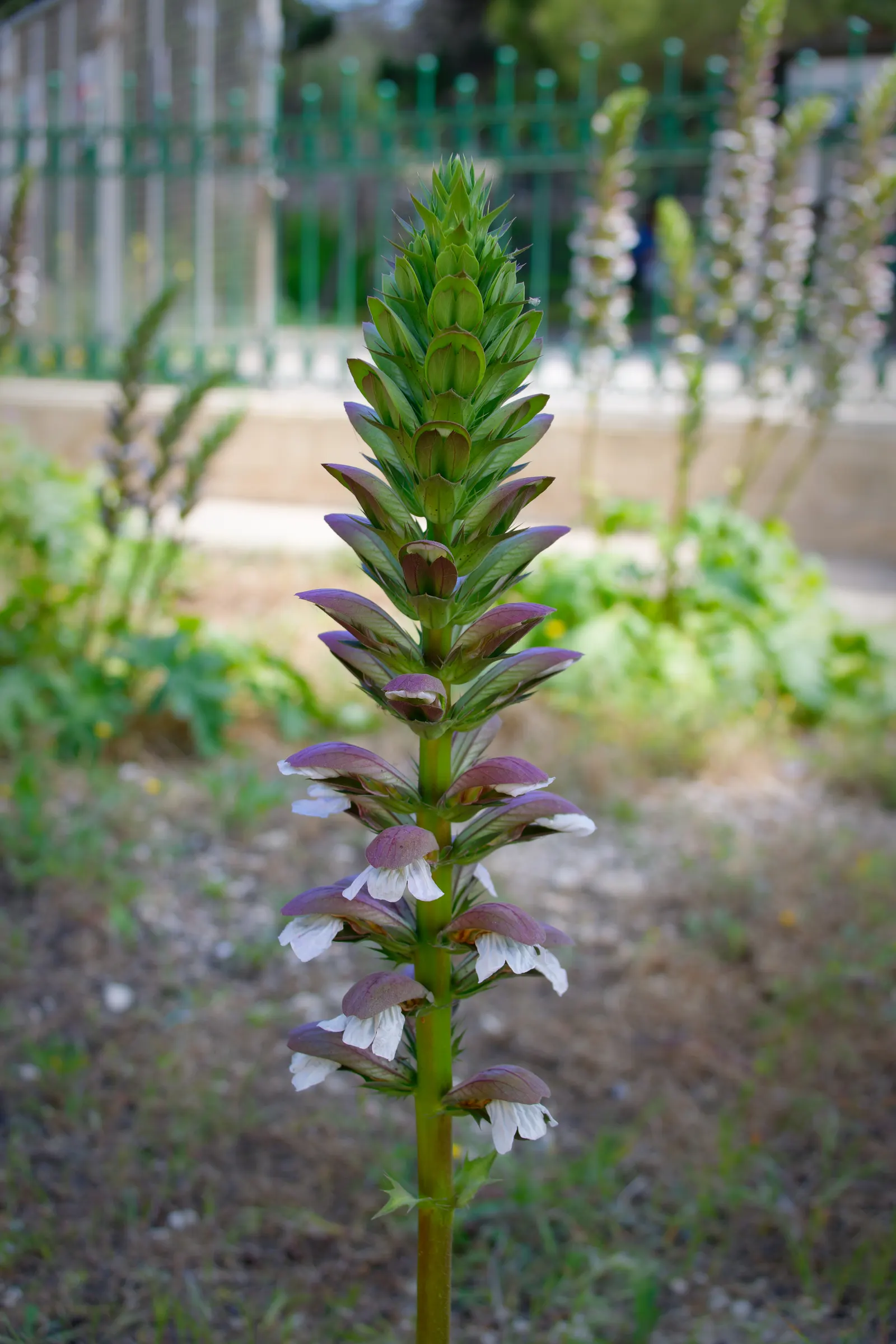 Bear's Breech (Acanthus Mollis) — preferring partial shade to full sun exposures; lavender and multi-colored and purple flowers in the garden