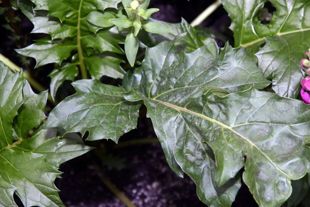 Bear's Breech (Acanthus Mollis) — though its lush foliage can occasionally attract slugs and snails; bear's Breech (Acanthus mollis) is an, image 72