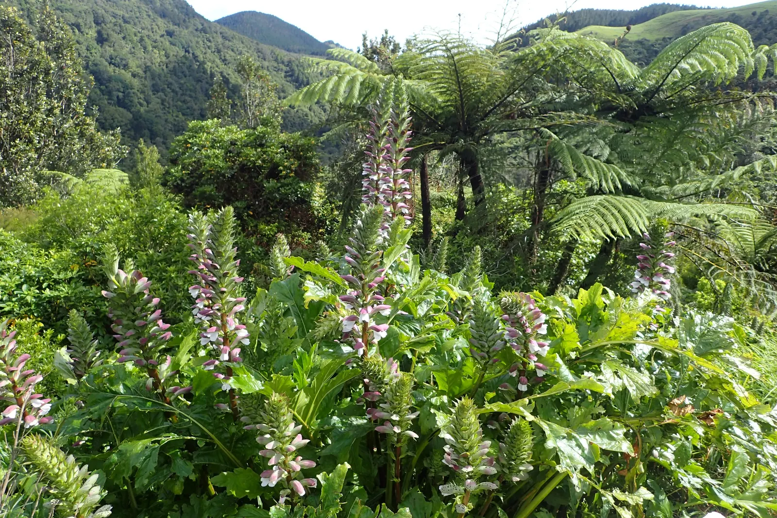 Bear's Breech (Acanthus Mollis) — reducing the need for frequent watering.<br><br>Bear's Breech is generally pest-resistant