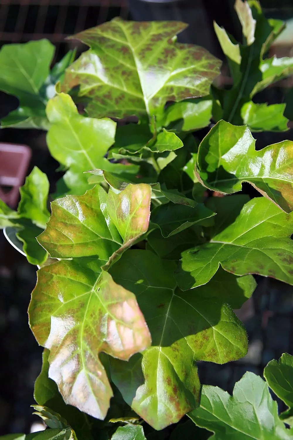 Bear's Breech (Acanthus Mollis) — it prefers partial shade and well-drained soil; bear's Breech produces impressive vertical inflorescences that, image 106