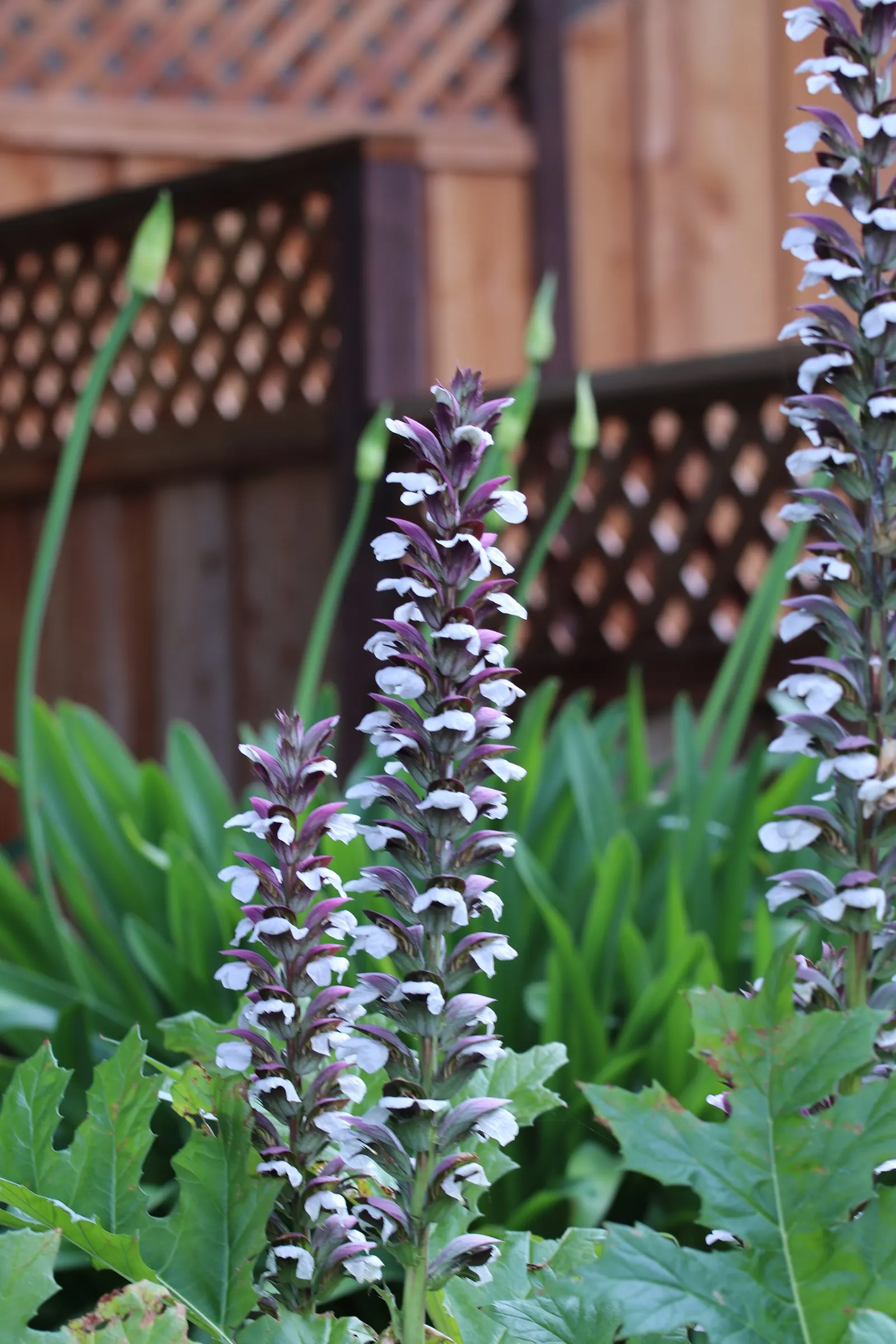 Bear's Breech (Acanthus Mollis) — It thrives in well-drained soil; ideal for USDA zones 7-10, image 94