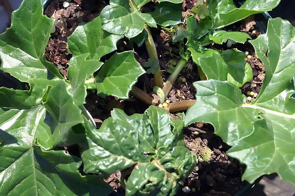 Bear's Breech (Acanthus Mollis) — It reaches 3-5 feet tall and spreads up to 2-3 feet wide; preferring partial shade to full sun exposures, image 53