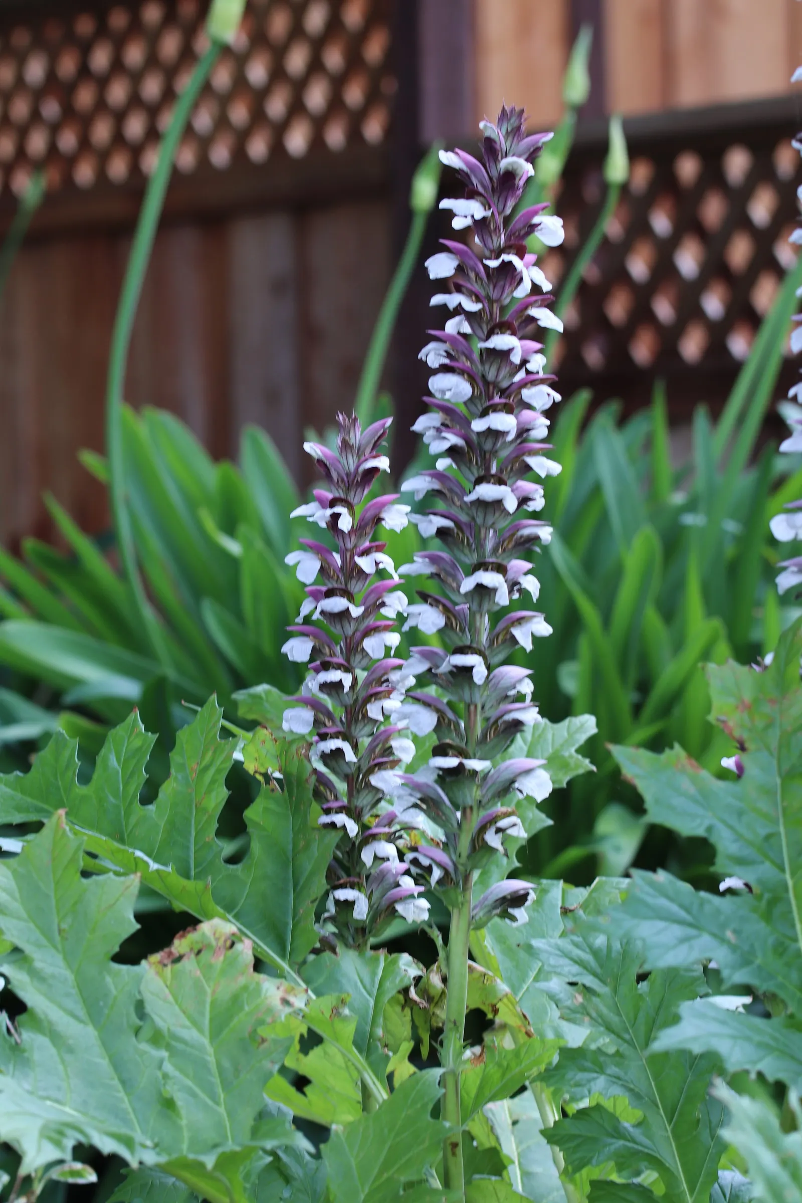 Bear's Breech (Acanthus Mollis) — It thrives in well-drained soil