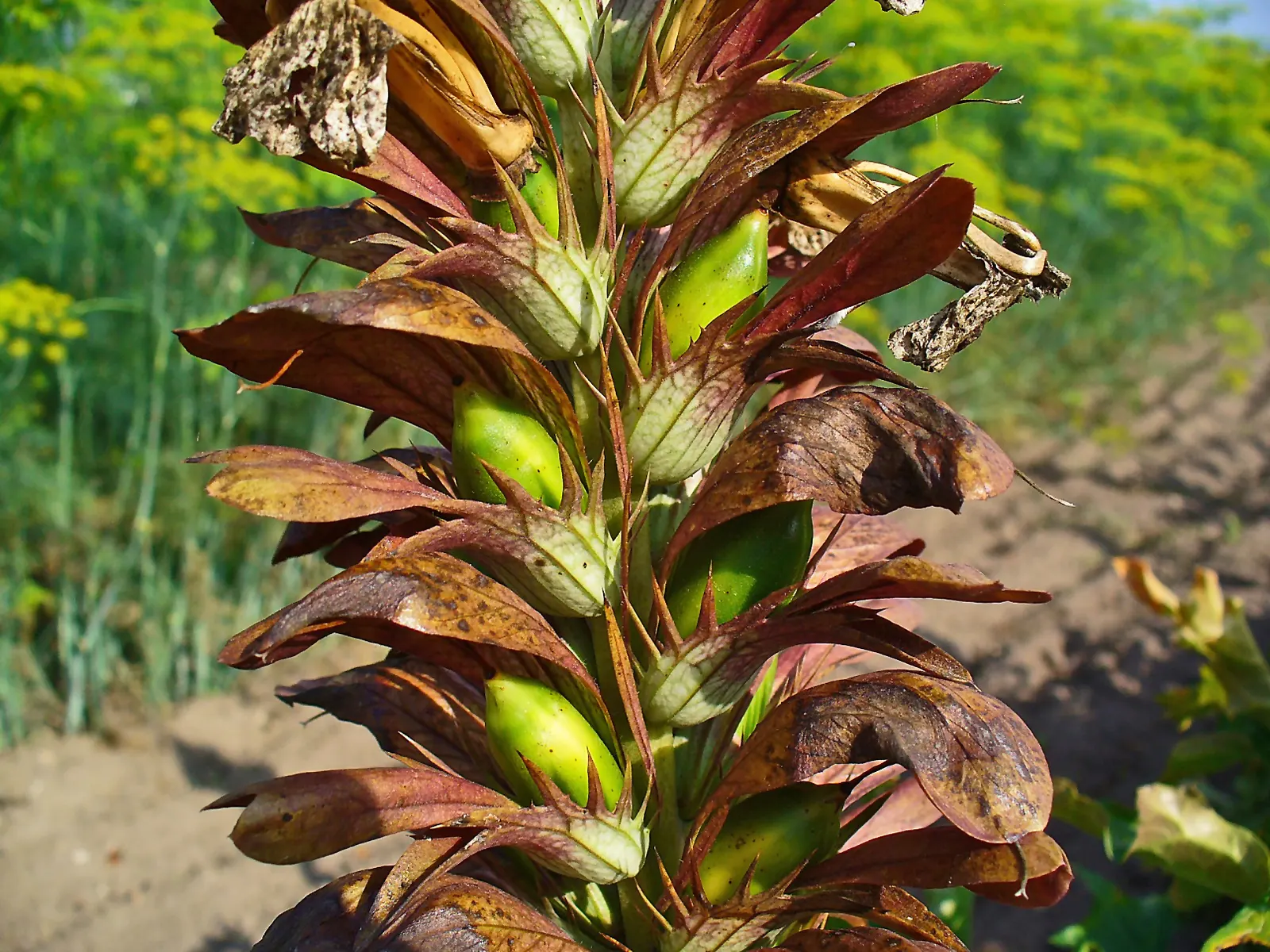 Bear's Breech (Acanthus Mollis) — making it a bold statement in any landscape design