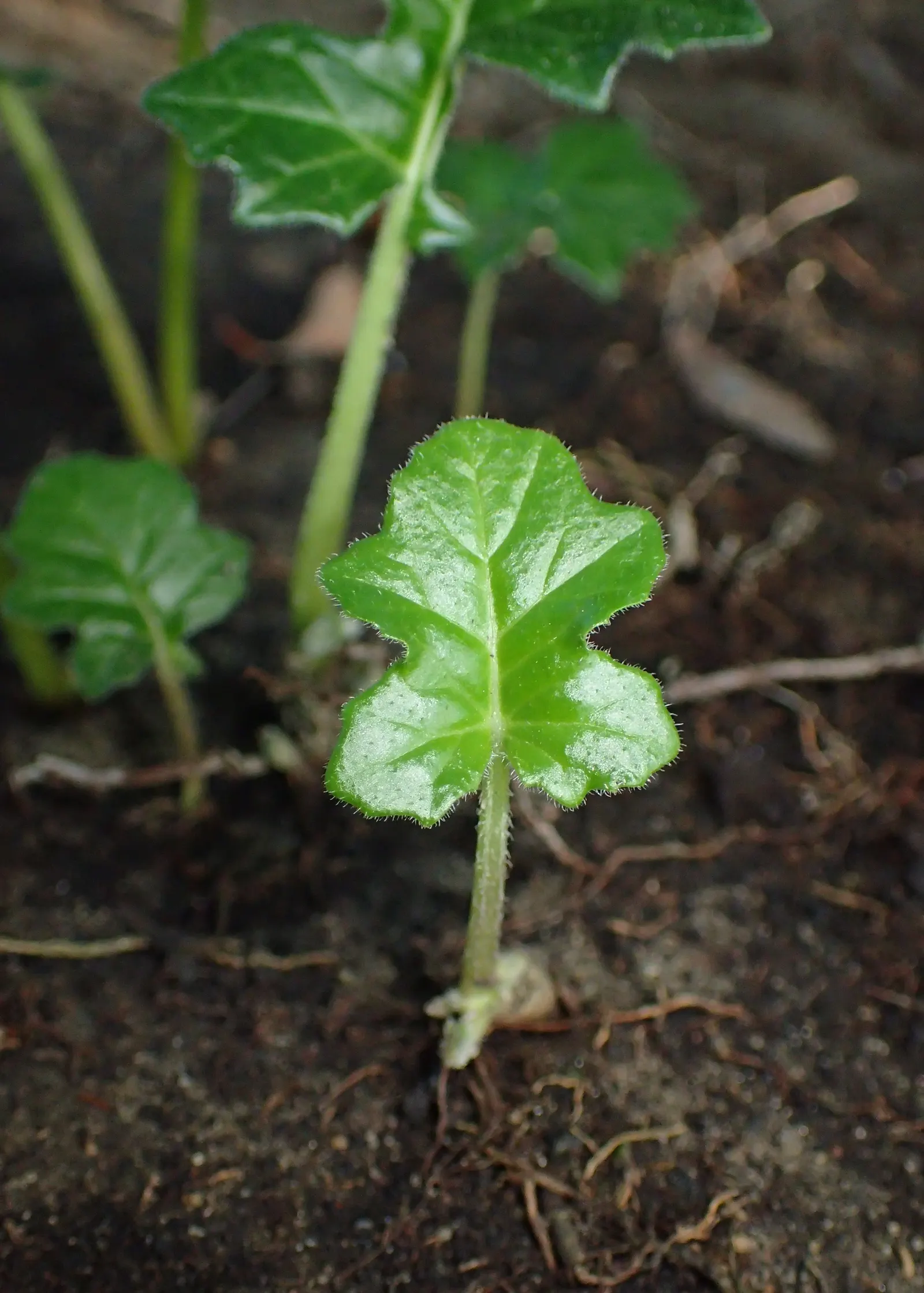 Bear's Breech (Acanthus Mollis) — deeply lobed leaves span approximately 1.5 to 2 feet long; it prefers partial shade and well-drained soil, image 112