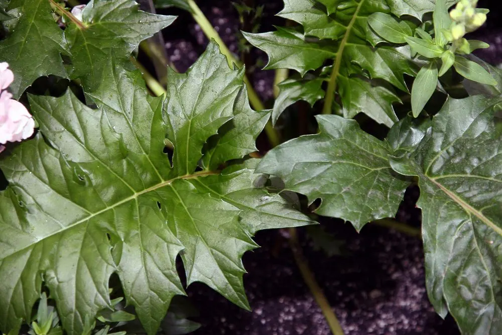 Bear's Breech (Acanthus Mollis) — Bear's Breech (Acanthus mollis) is an evergreen perennial; its deeply lobed leaves add texture, while white and, image 76
