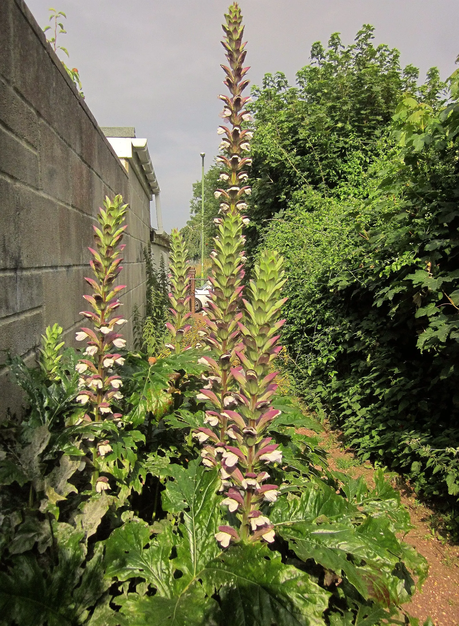 Bear's Breech (Acanthus Mollis) — These flower stalks are adorned with hooded white to lilac flowers