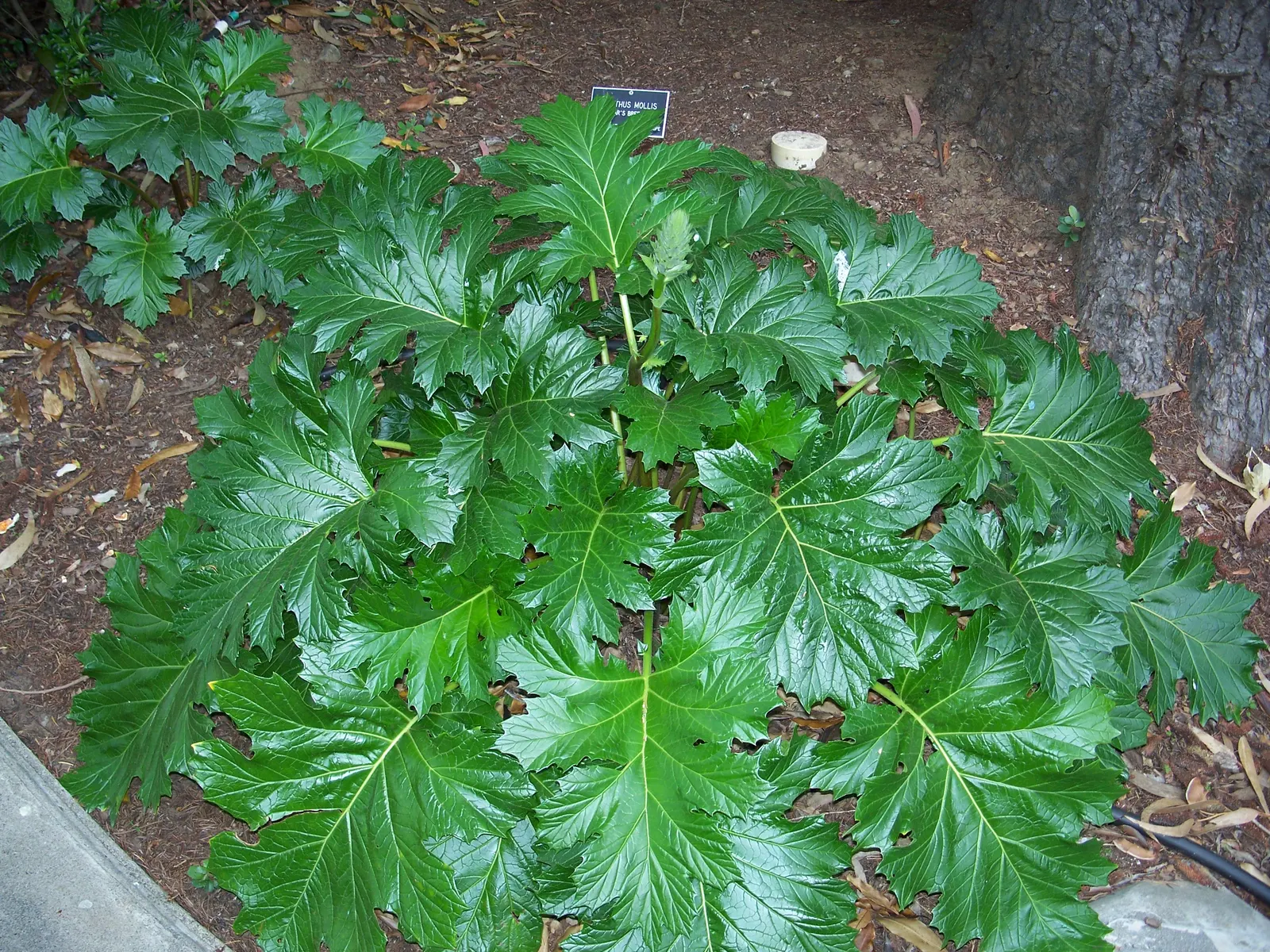 Bear's Breech (Acanthus Mollis) — and is drought-tolerant once established; reducing the need for frequent watering.<br><br>Bear's Breech is, image 57