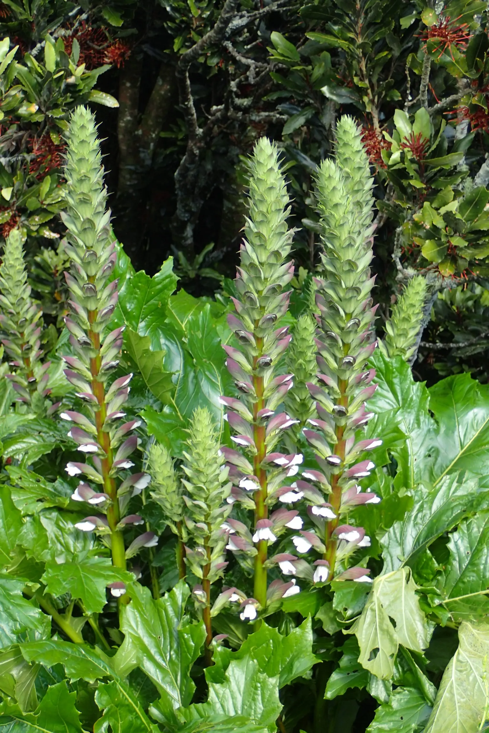 Bear's Breech (Acanthus Mollis) — making it a bold statement in any landscape design; perennial / shrub with lavender and multi-colored and purple, image 111