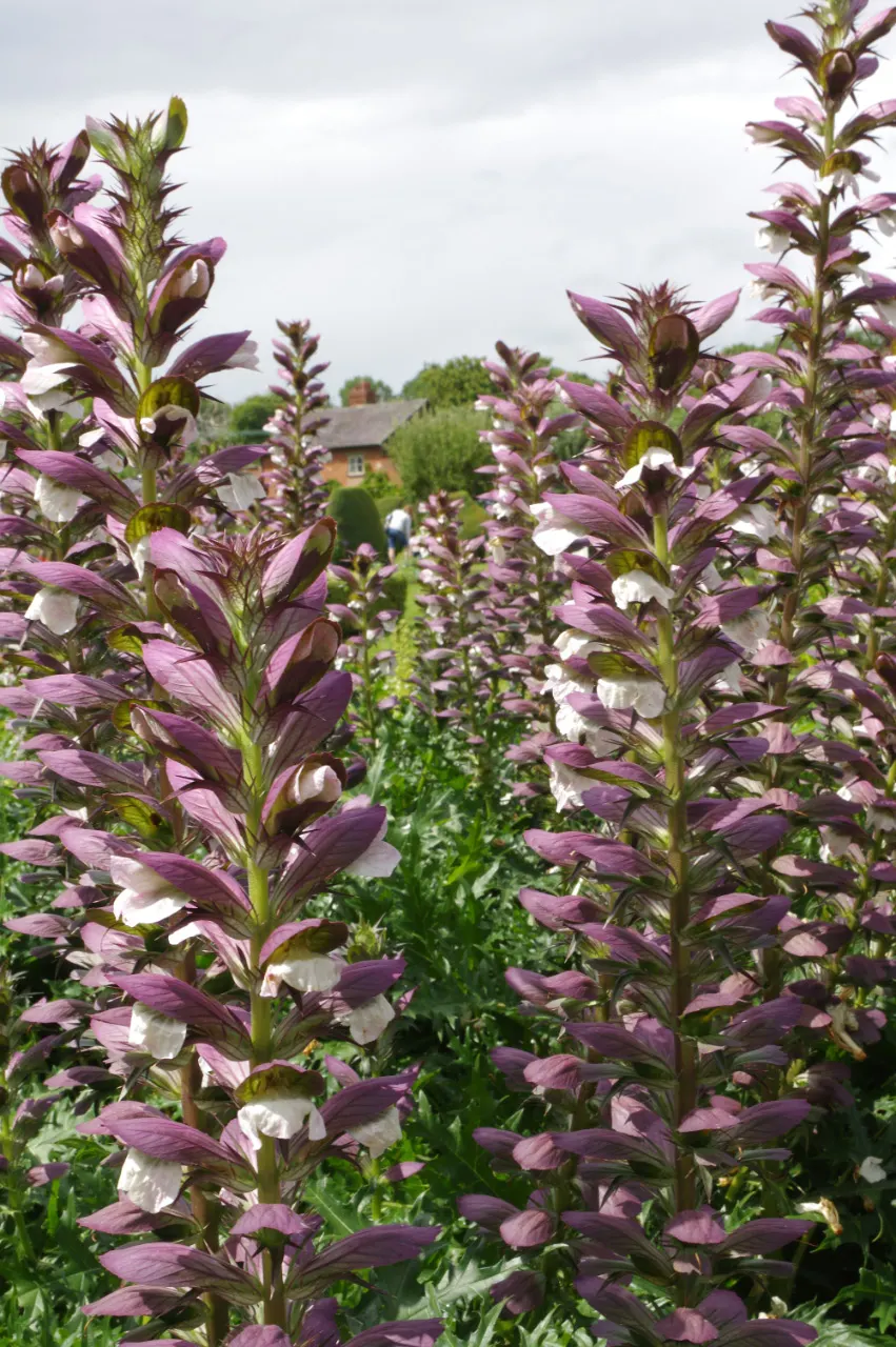 Bear's Breech (Acanthus Mollis) — Adds architectural interest to borders and focal points