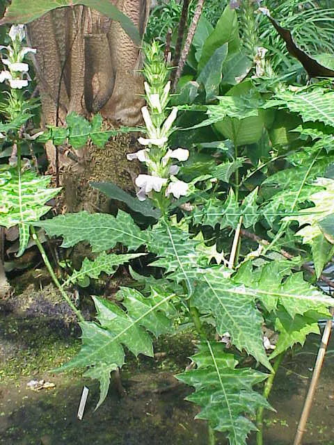 Bear's Breech (Acanthus Mollis) — providing both architectural interest and a classical feeling reminiscent of ancient Greek and Roman art