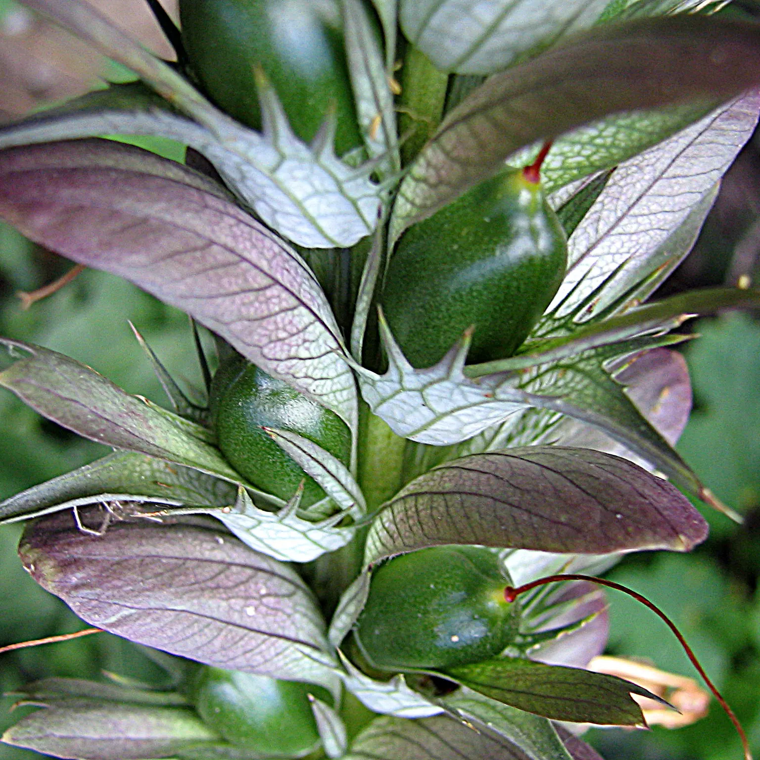 Bear's Breech (Acanthus Mollis) — it prefers partial shade and well-drained soil; bear's Breech produces impressive vertical inflorescences that can soar up to