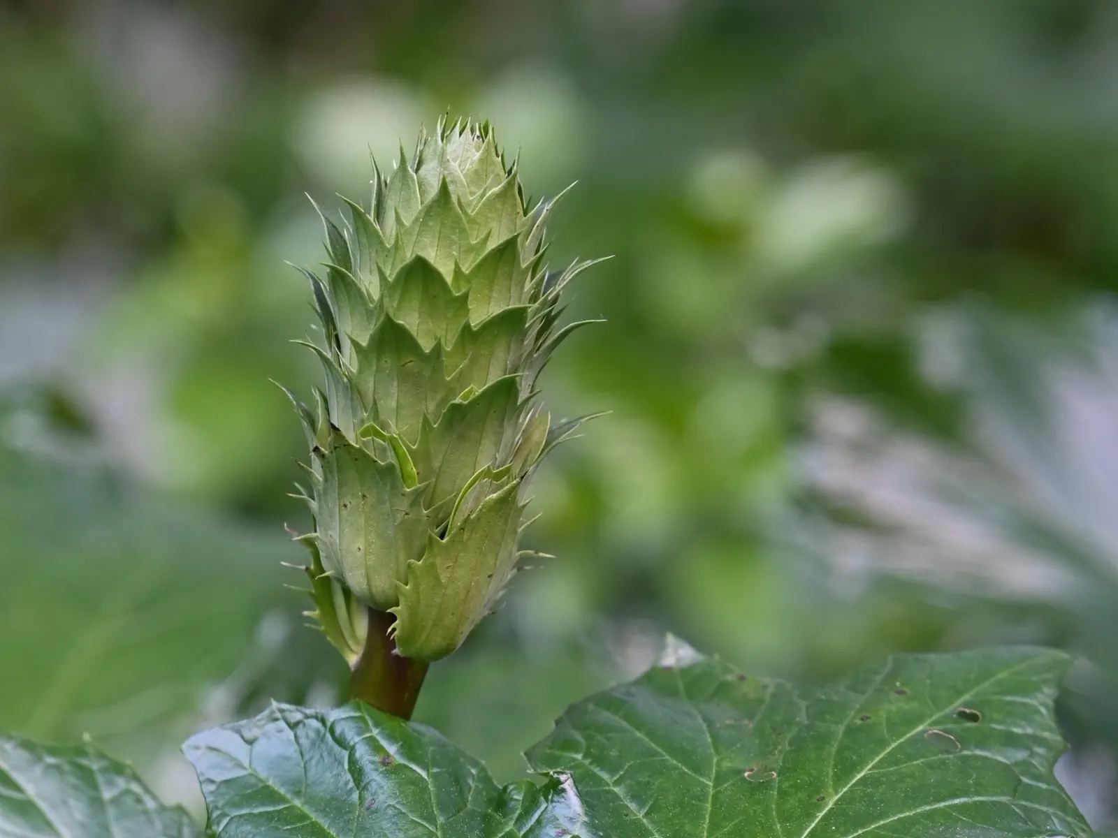 Bear's Breech (Acanthus Mollis) — preferring partial shade to full sun exposures; lavender and multi-colored and purple flowers in the garden, image 93