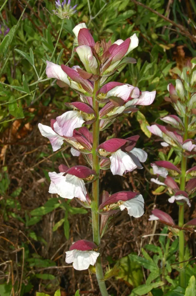 Bear's Breech (Acanthus Mollis) — notable for its bold foliage and towering flower spikes; making it a bold statement in any landscape design, image 52