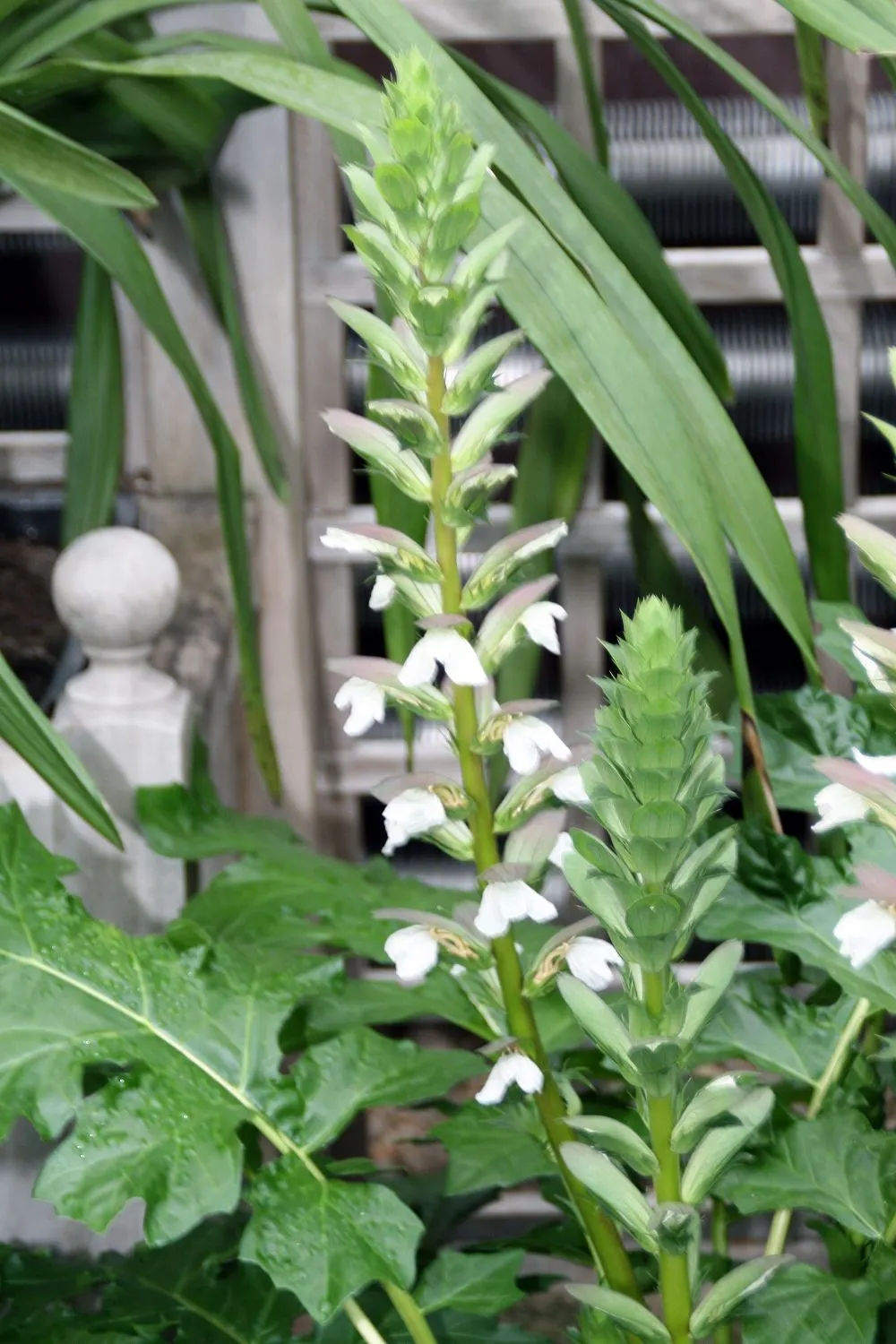 Bear's Breech (Acanthus Mollis) — contrasted by eye-catching purple bracts; is an eye-catching perennial that is revered for its distinctive foliage and