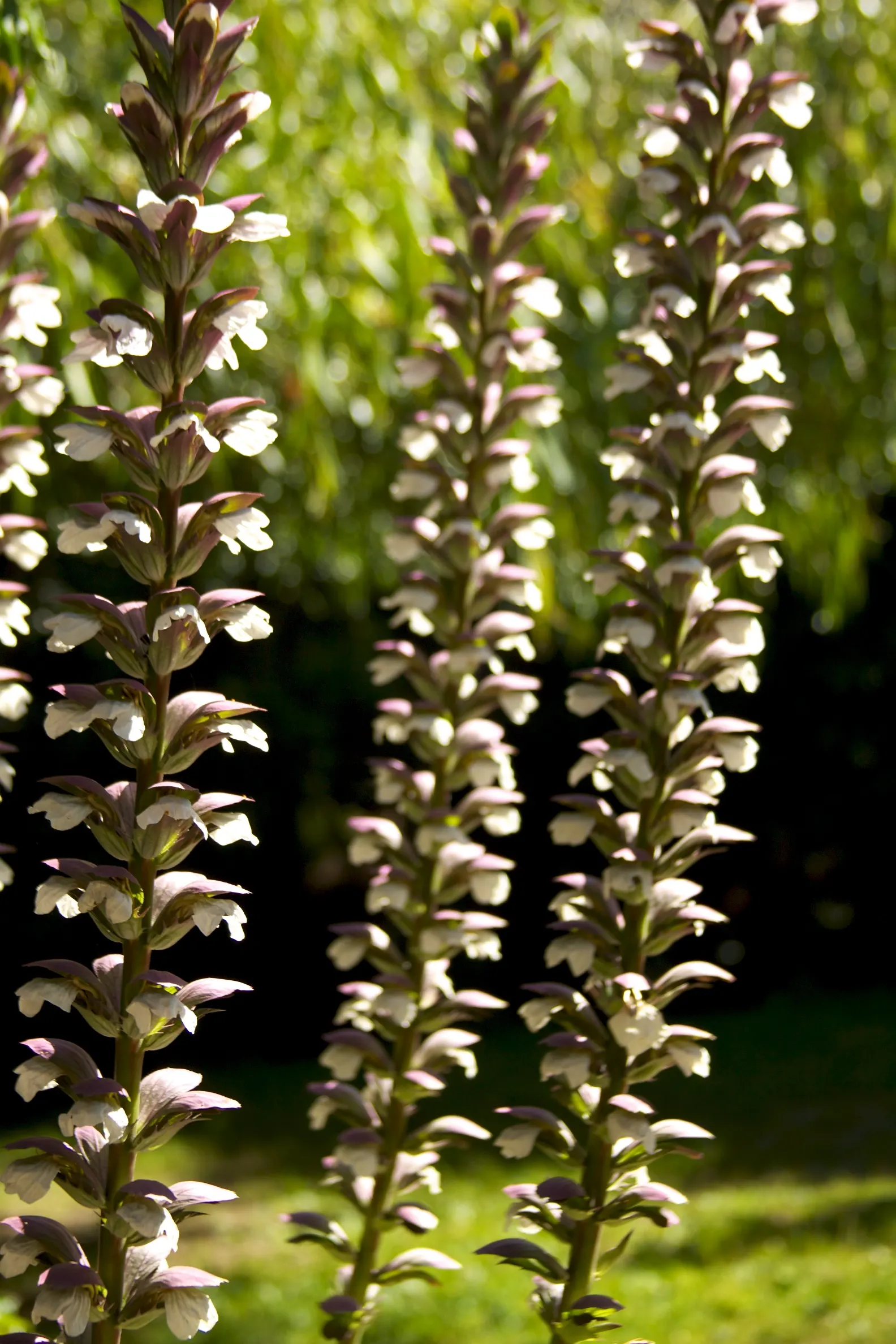 Bear's Breech (Acanthus Mollis) — Its deeply lobed leaves add texture, while white and purple flowers on tall stalks bloom in summer; perennial /, image 79