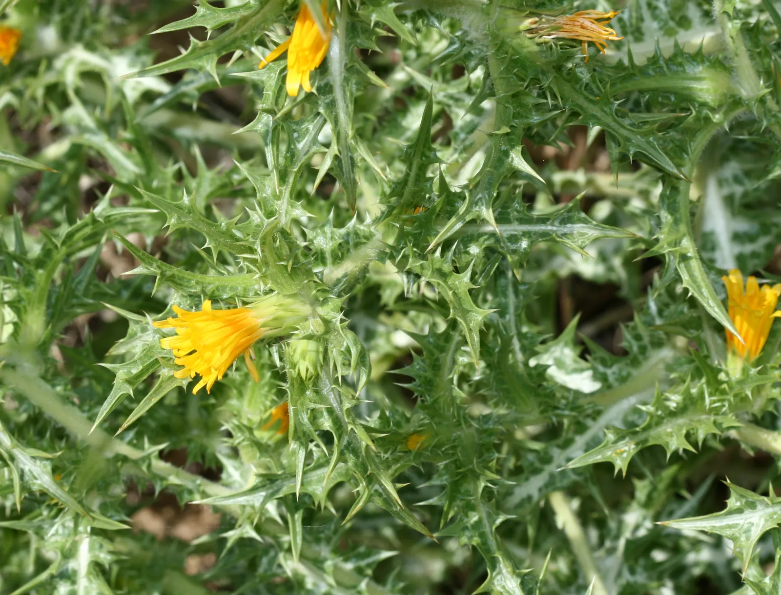 Bear's Breech (Acanthus Mollis) — It thrives in well-drained soil; ideal for USDA zones 7-10, image 69