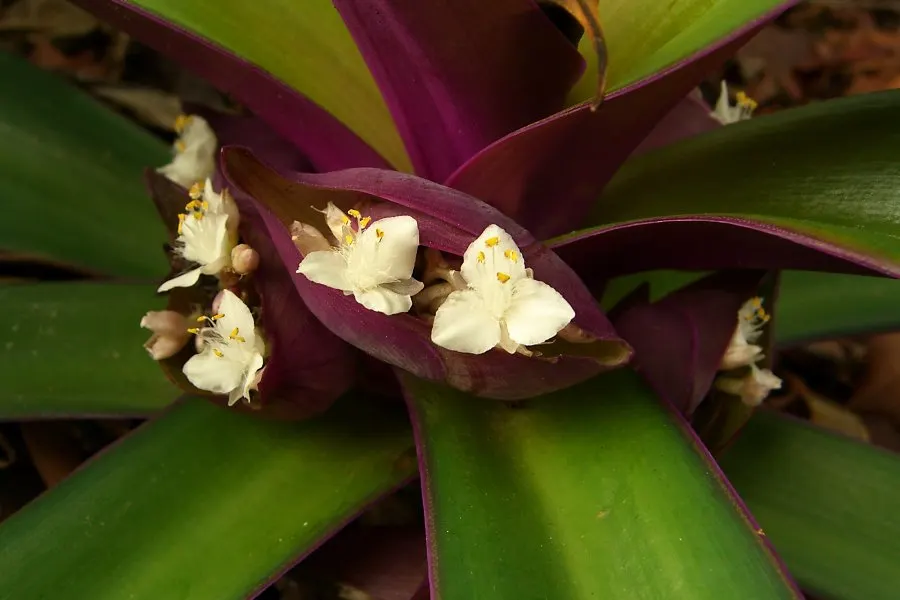 Bear's Breech (Acanthus Mollis) — and is drought-tolerant once established; reducing the need for frequent watering.<br><br>Bear's Breech is, image 82