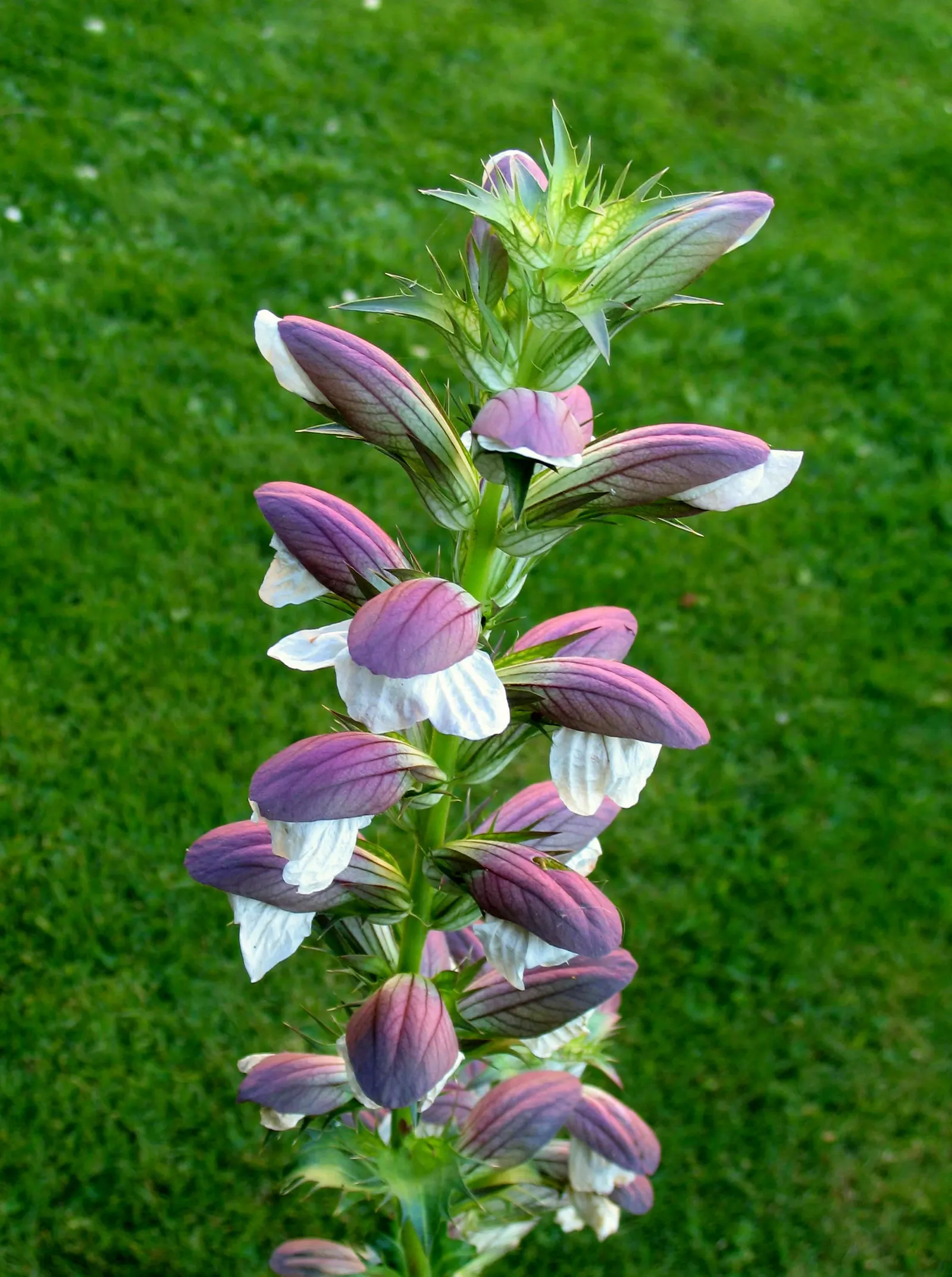 Bear's Breech (Acanthus Mollis) — reducing the need for frequent watering.<br><br>Bear's Breech is generally pest-resistant; it thrives in well-drained soil