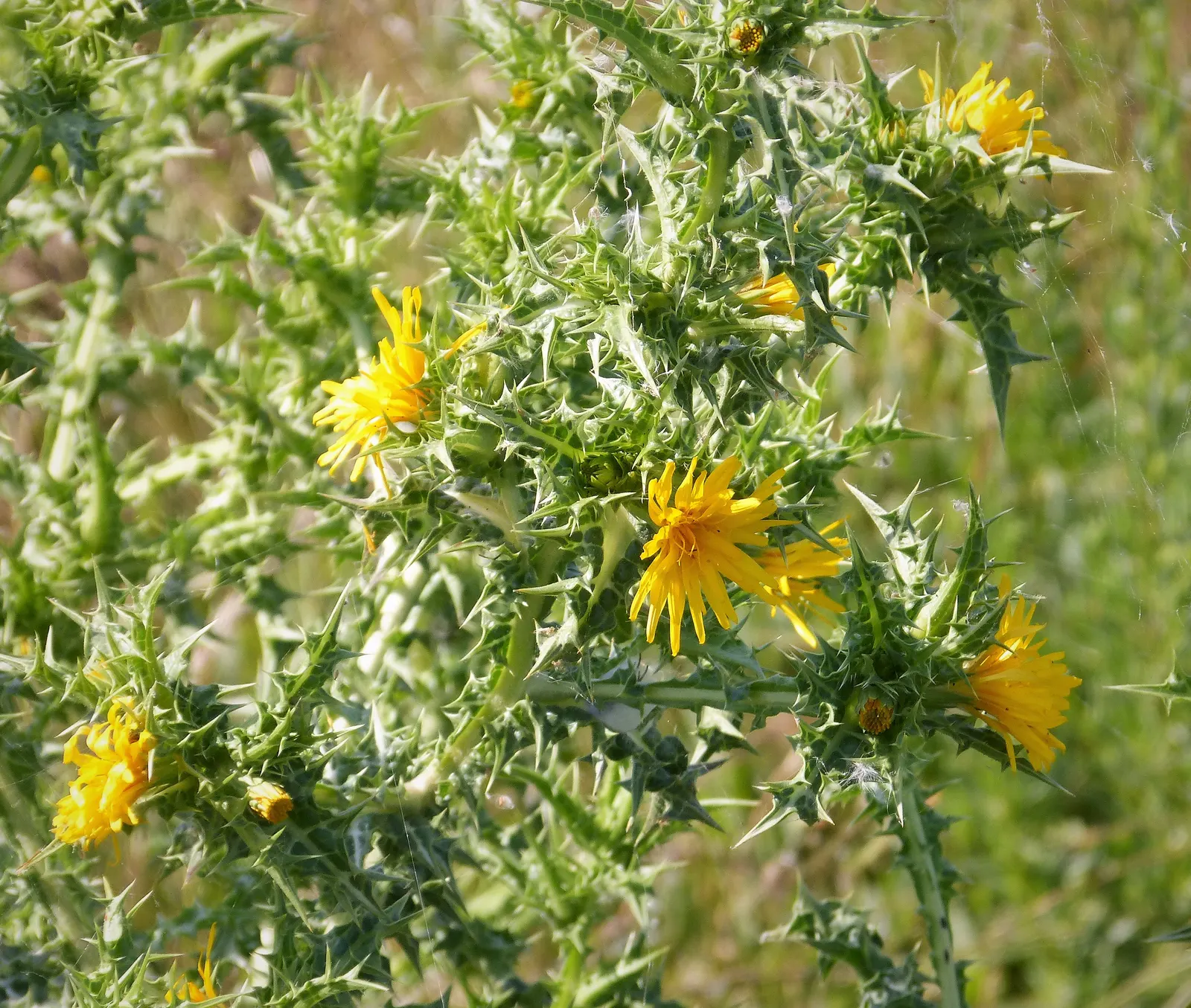 Bear's Breech (Acanthus Mollis) — reducing the need for frequent watering.<br><br>Bear's Breech is generally pest-resistant; it thrives in, image 96