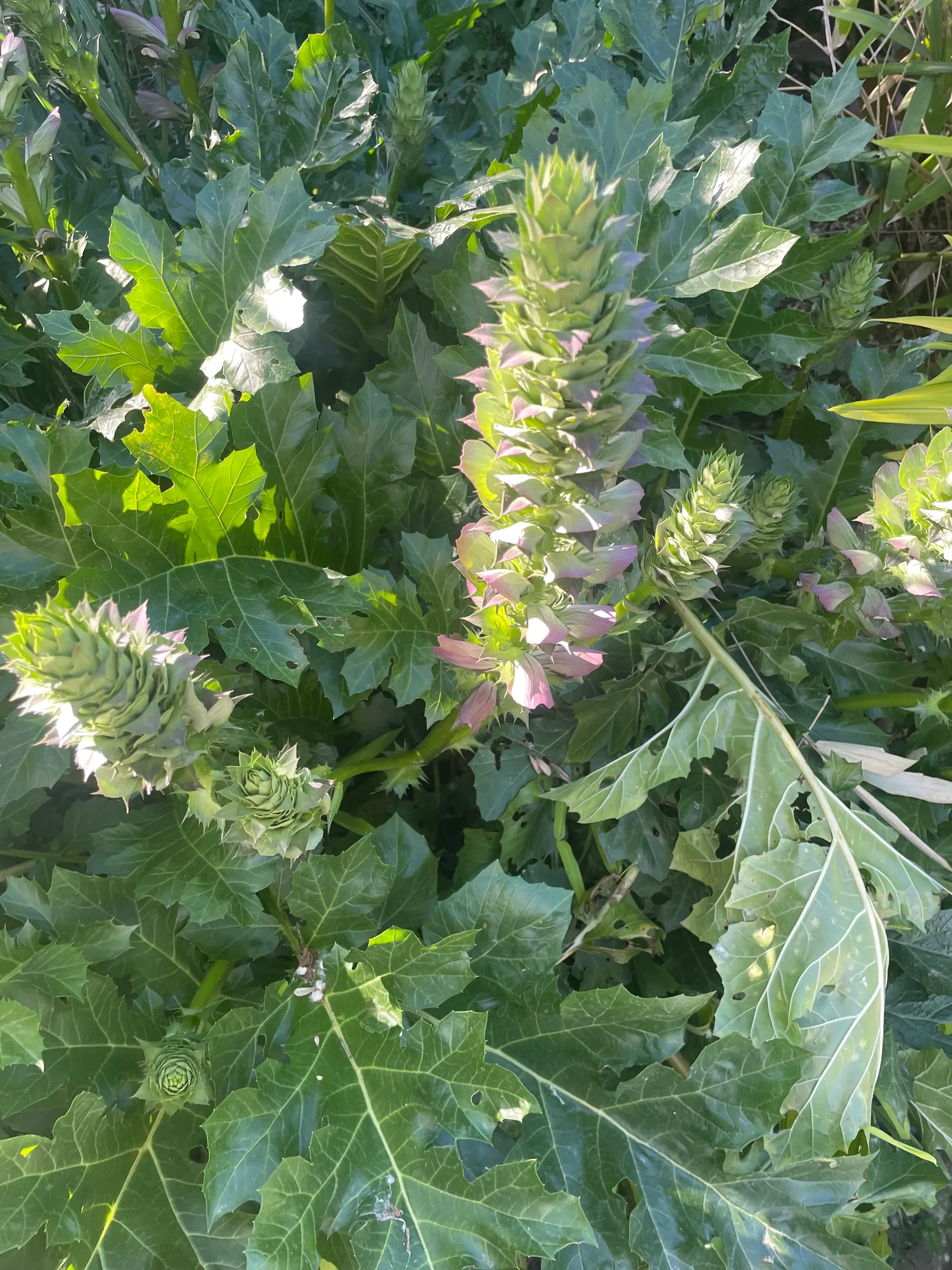 Bear's Breech (Acanthus Mollis) — Bear's Breech produces impressive vertical inflorescences that can soar up to 4 feet tall; bear's Breech is quite, image 114