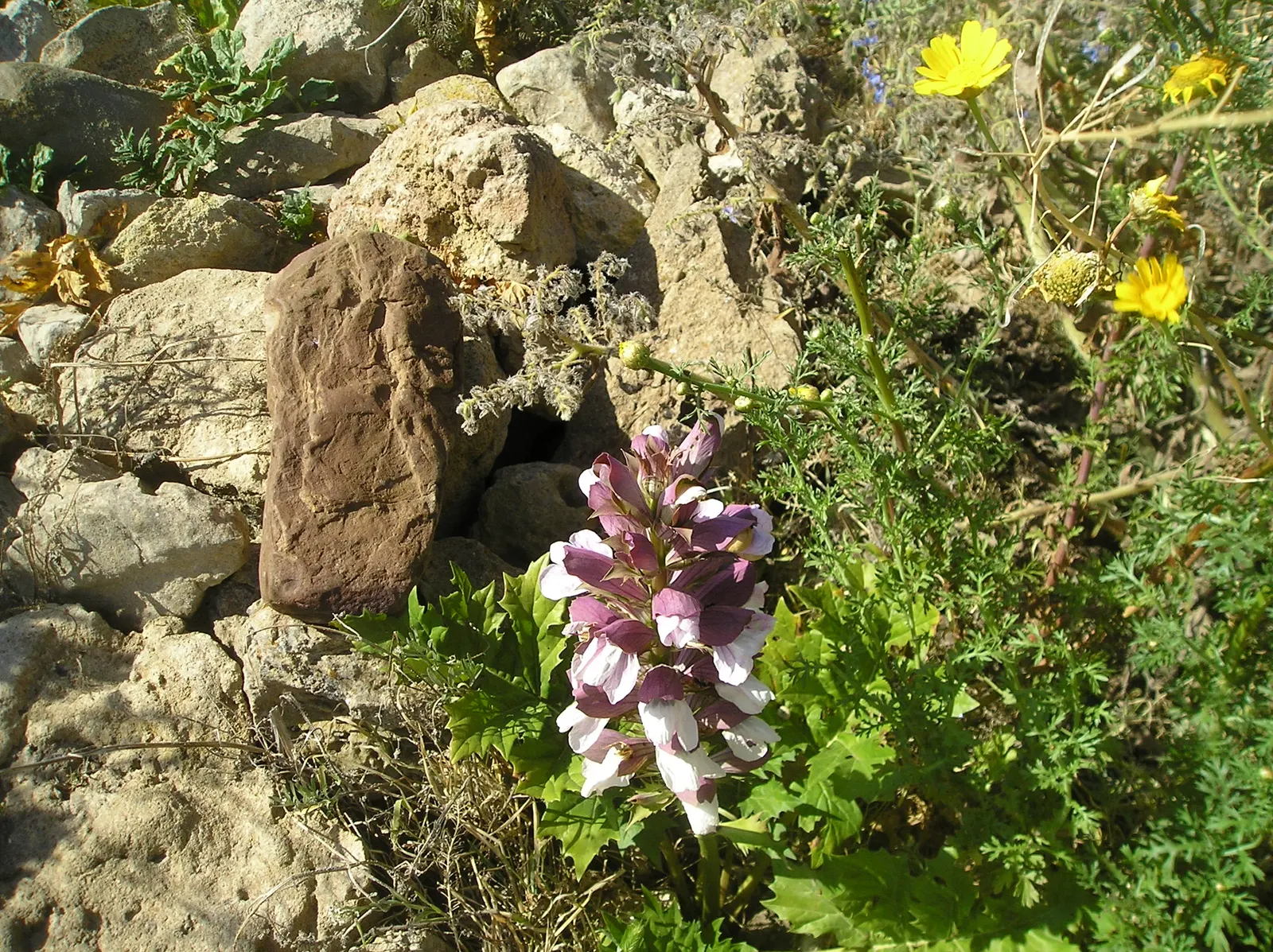 Bear's Breech (Acanthus Mollis) — Adds architectural interest to borders and focal points; it reaches 3-5 feet tall and spreads up to 2-3 feet wide, image 58