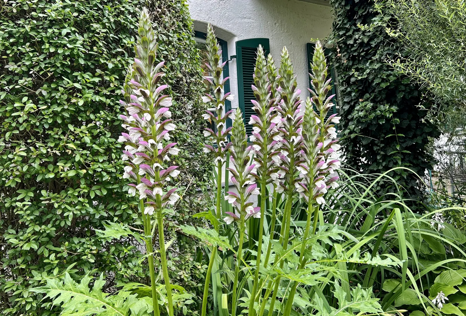 Bear's Breech (Acanthus Mollis) — is an eye-catching perennial that is revered for its distinctive foliage and towering flower spikes