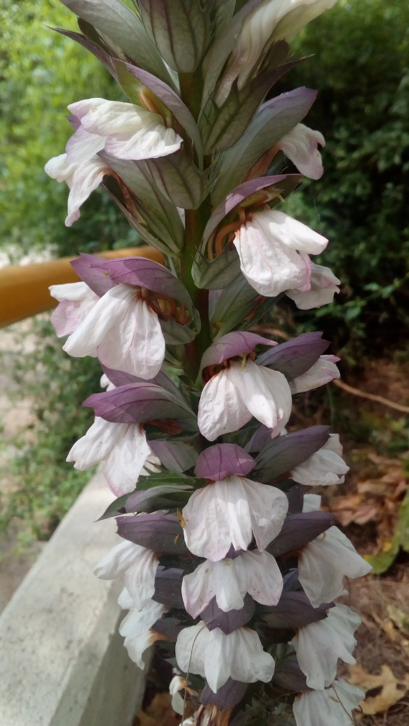 Bear's Breech (Acanthus Mollis) — The plant typically reaches a height of 3 to 5 feet and spreads out 2 to 3 feet