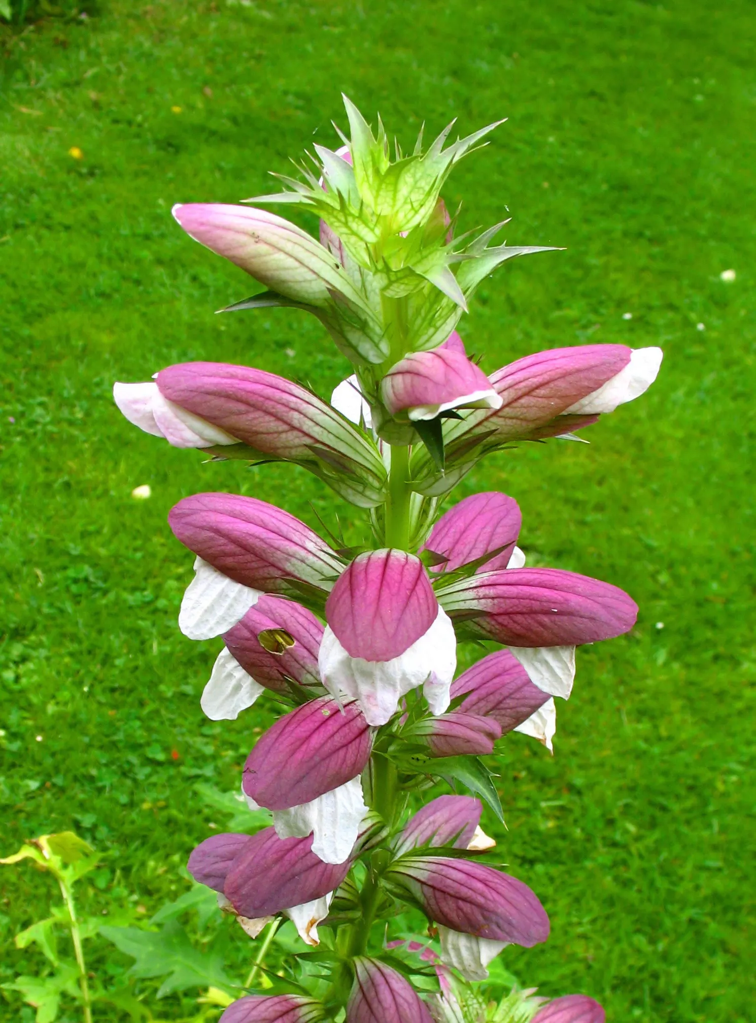 Bear's Breech (Acanthus Mollis) — Its deeply lobed leaves add texture, while white and purple flowers on tall stalks bloom in summer; perennial / shrub for