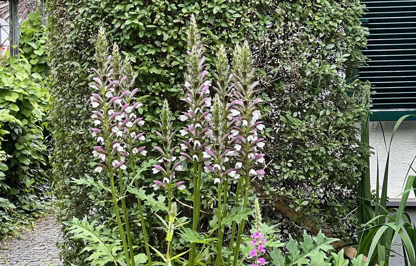 Bear's Breech (Acanthus Mollis) — notable for its bold foliage and towering flower spikes; making it a bold statement in any landscape design, image 102