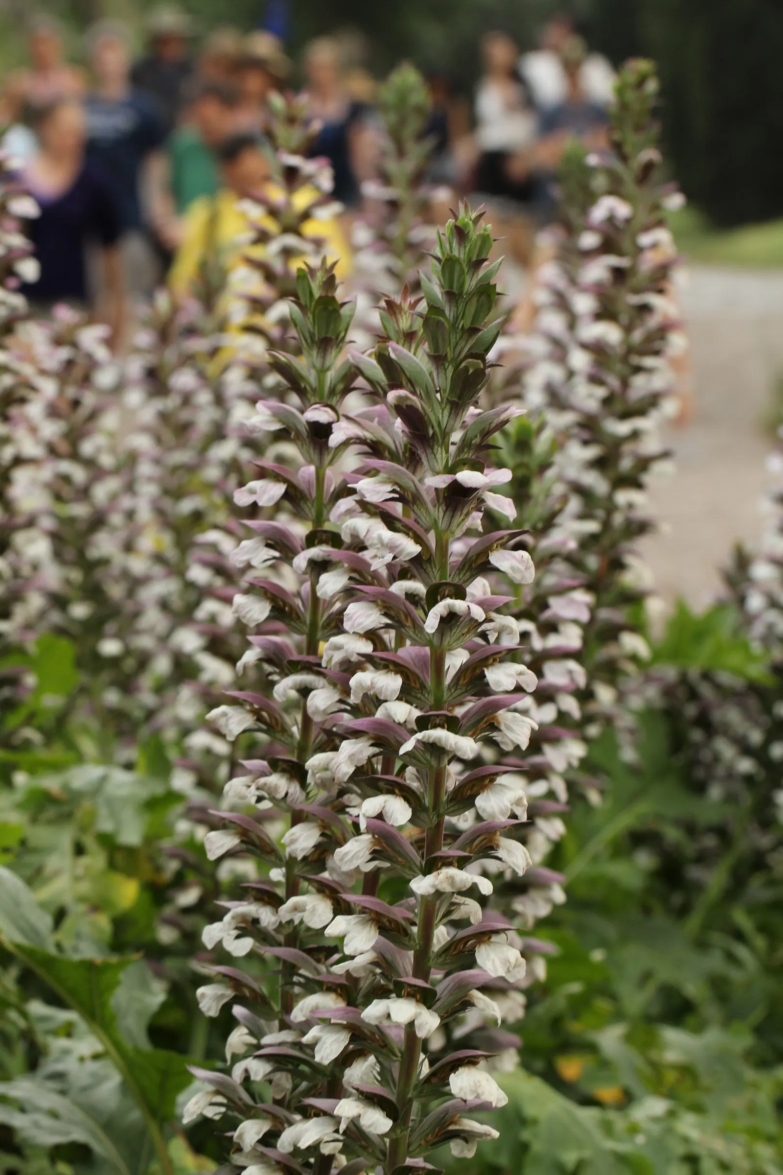 Bear's Breech (Acanthus Mollis) — Ideal for USDA zones 7-10; and is drought-tolerant once established, image 55