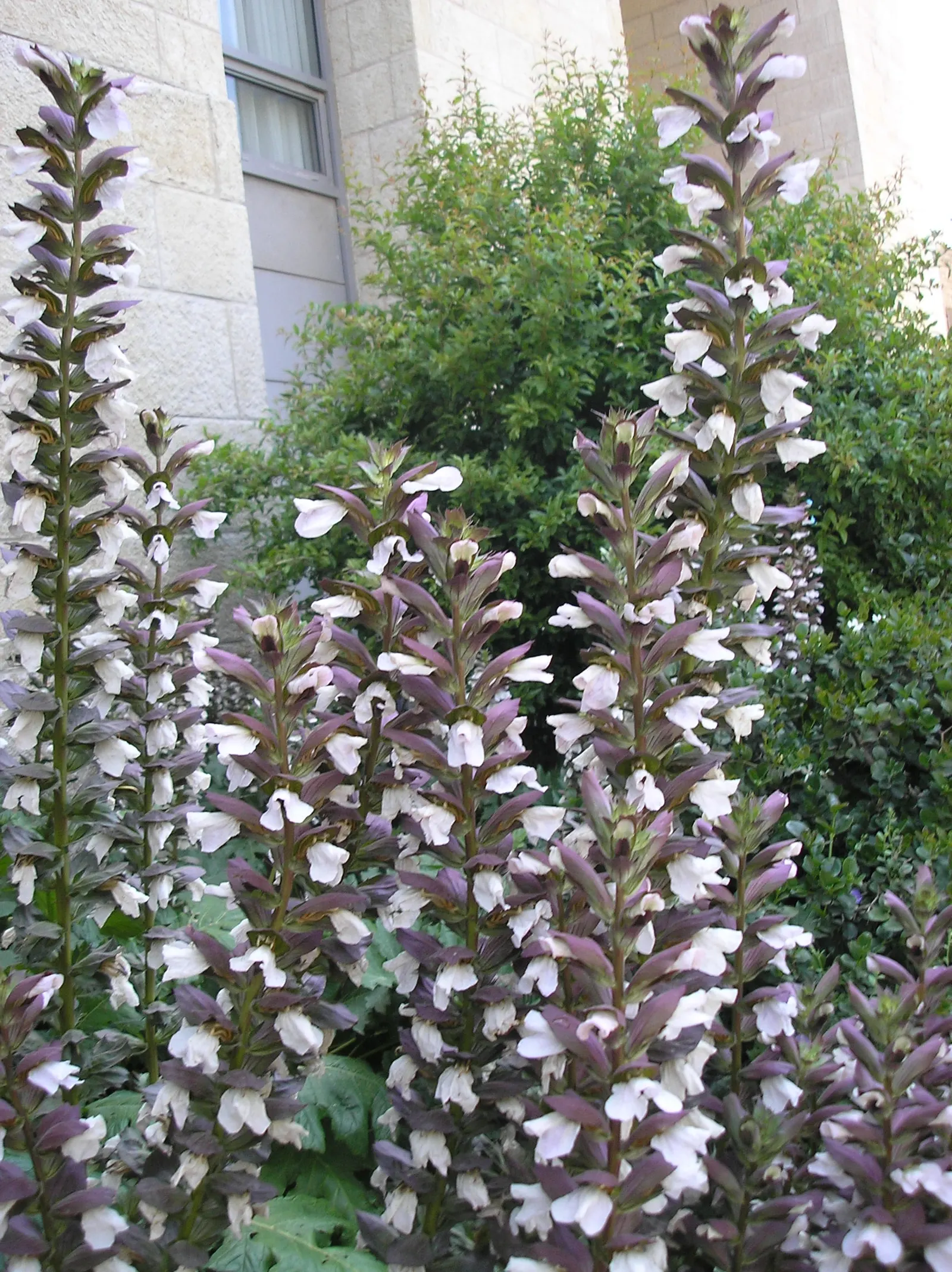 Bear's Breech (Acanthus Mollis) — though its lush foliage can occasionally attract slugs and snails