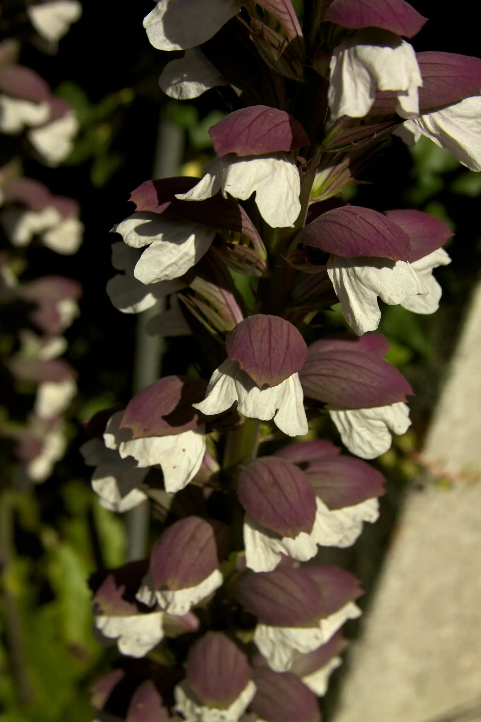 Bear's Breech (Acanthus Mollis) — Its deeply lobed leaves add texture, while white and purple flowers on tall stalks bloom in summer