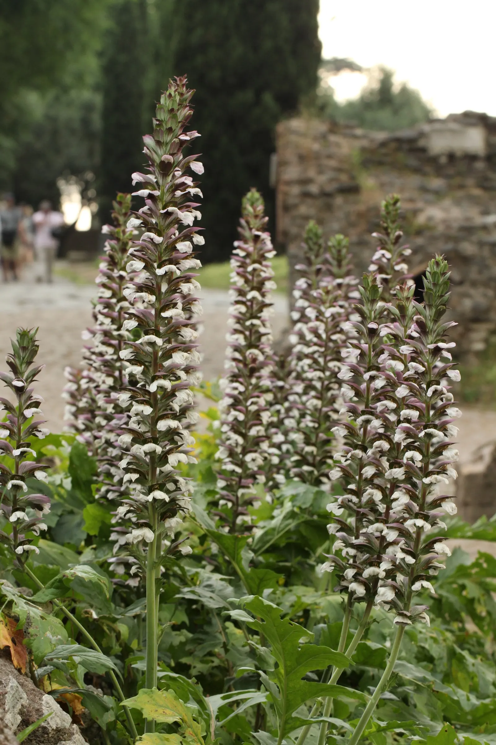 Bear's Breech (Acanthus Mollis) — The plant typically reaches a height of 3 to 5 feet and spreads out 2 to 3 feet; providing both architectural, image 60