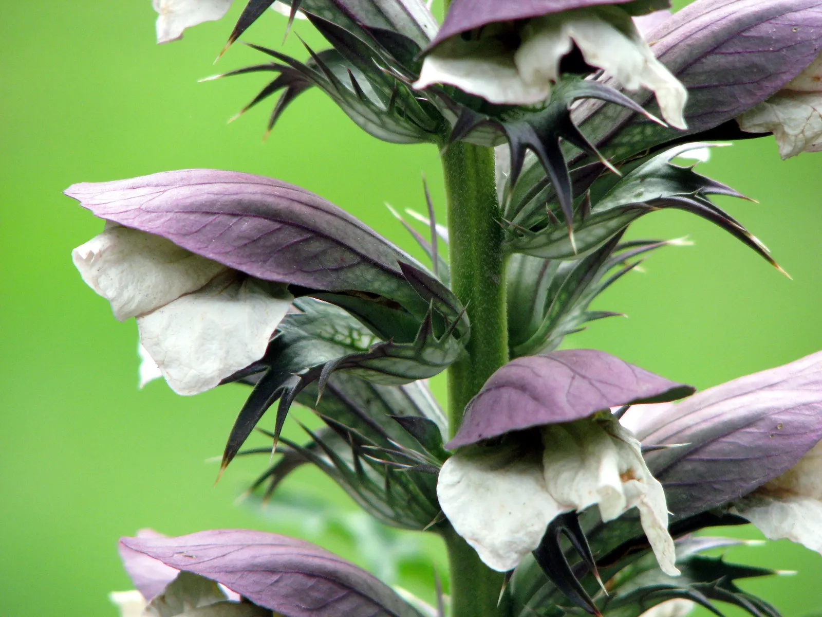 Bear's Breech (Acanthus Mollis) — it prefers partial shade and well-drained soil; bear's Breech produces impressive vertical inflorescences that, image 81