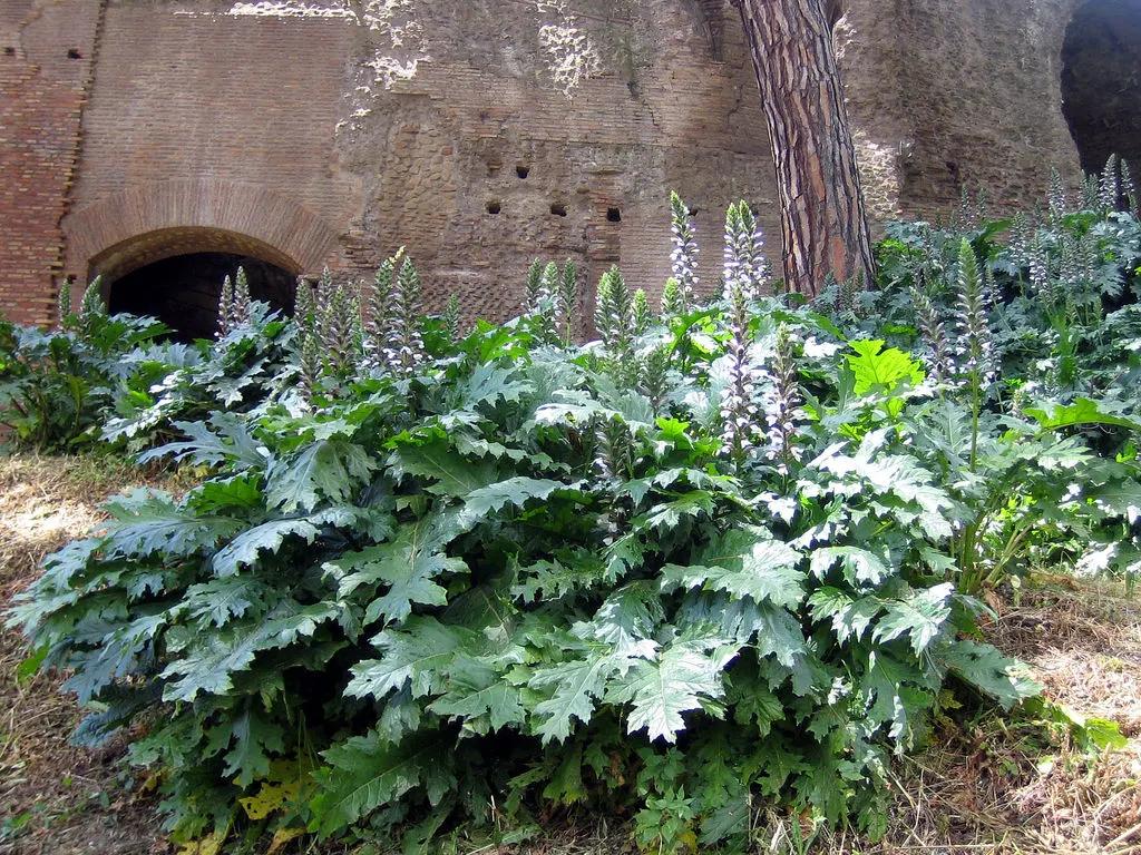 Bear's Breech (Acanthus Mollis) — notable for its bold foliage and towering flower spikes