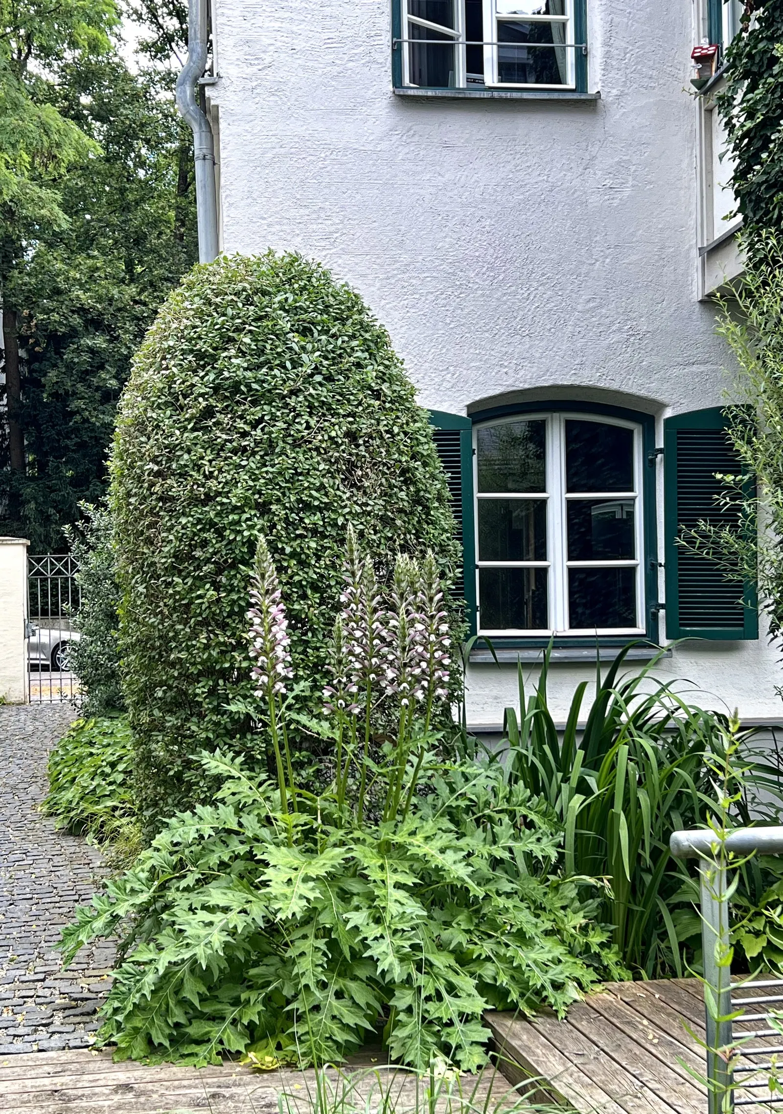 Bear's Breech (Acanthus Mollis) — lavender and multi-colored and purple flowers in the garden; adds architectural interest to borders and focal points