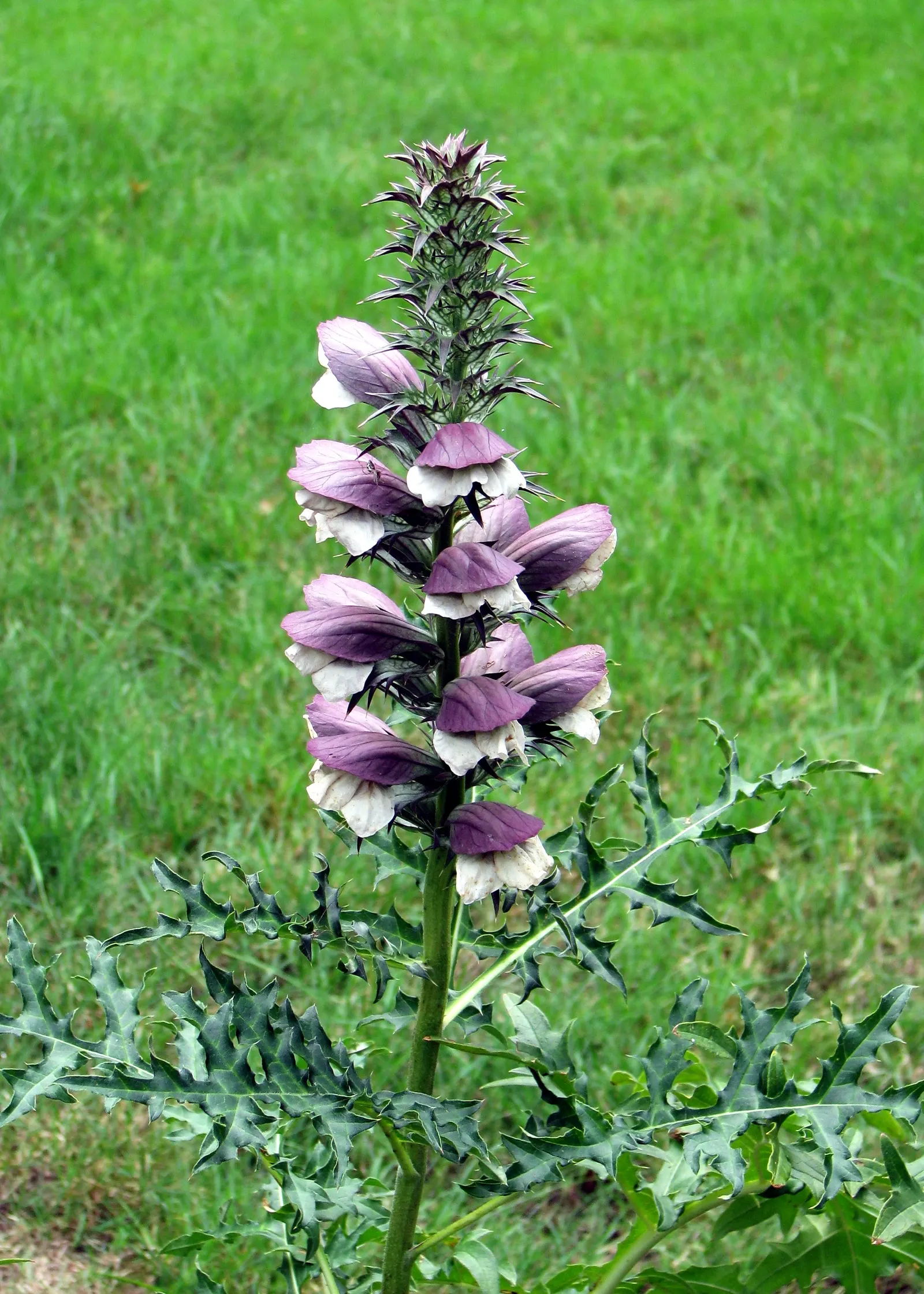 Bear's Breech (Acanthus Mollis) — lavender and multi-colored and purple flowers in the garden; adds architectural interest to borders and focal, image 73