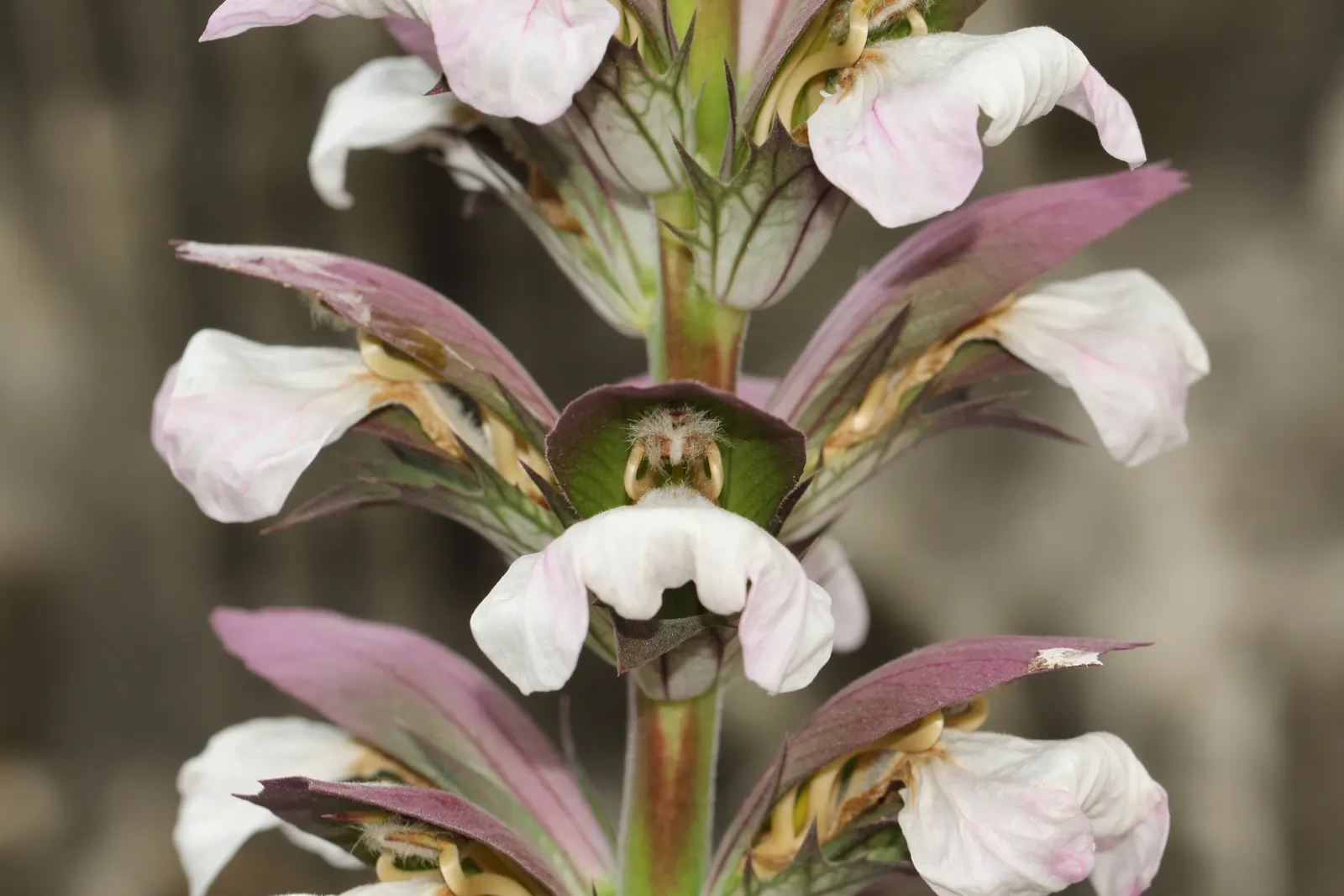 Bear's Breech (Acanthus Mollis) — Bear's Breech produces impressive vertical inflorescences that can soar up to 4 feet tall