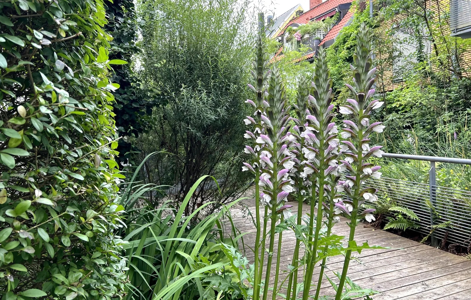 Bear's Breech (Acanthus Mollis) — creating a lush backdrop for other garden plants.<br><br>In the summer, image 113