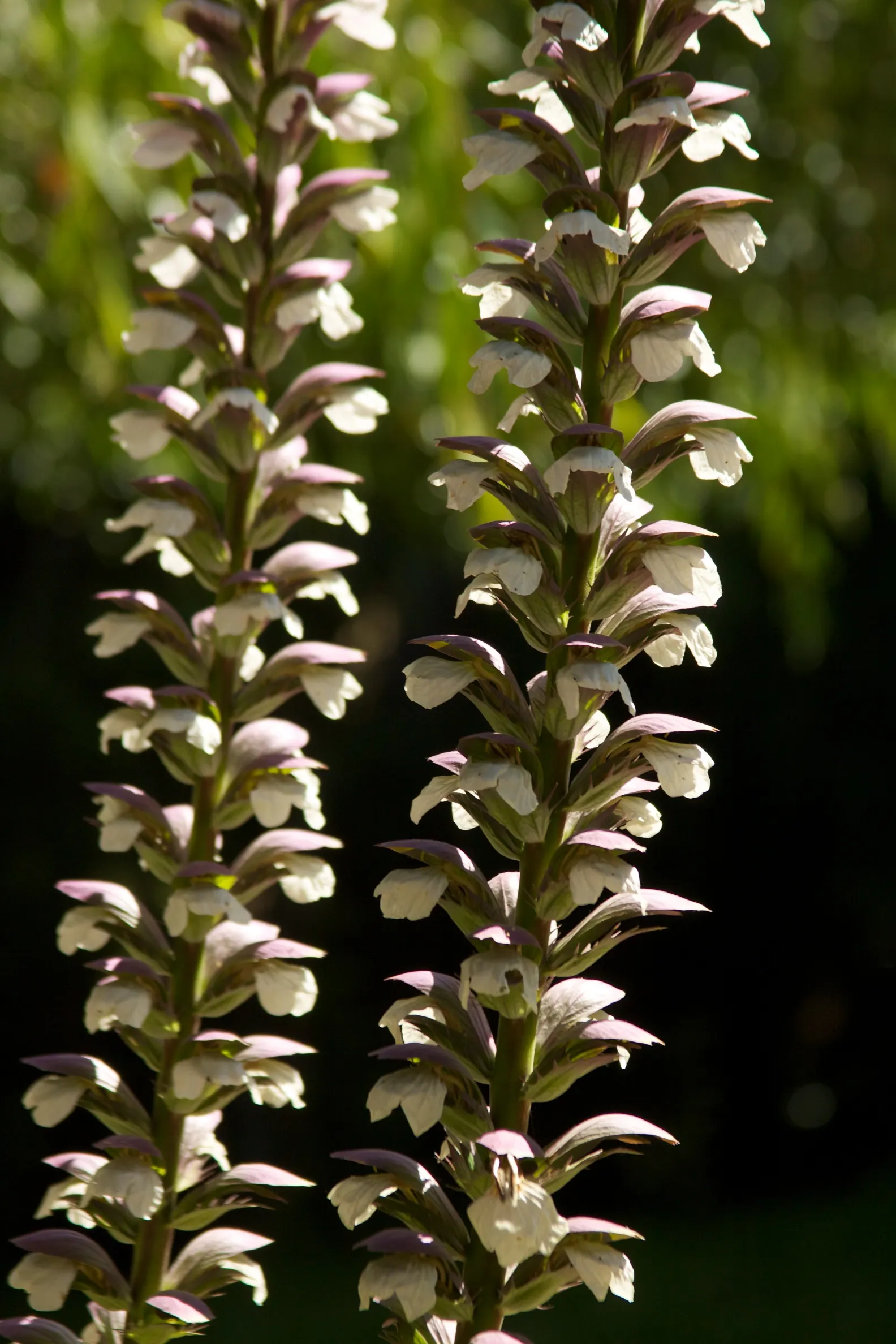 Bear's Breech (Acanthus Mollis) — Adds architectural interest to borders and focal points; it reaches 3-5 feet tall and spreads up to 2-3 feet wide, image 83