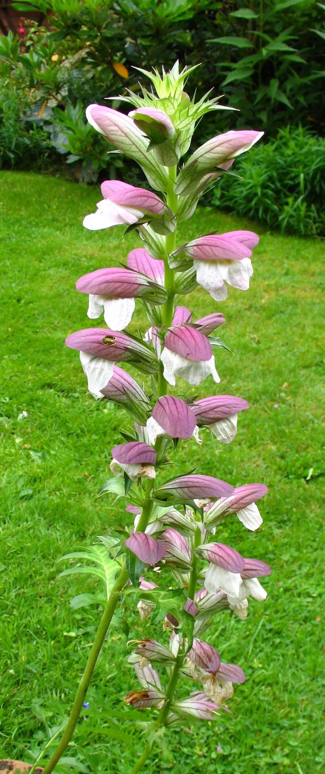 Bear's Breech (Acanthus Mollis) — is an eye-catching perennial that is revered for its distinctive foliage and towering flower spikes; the plant typically