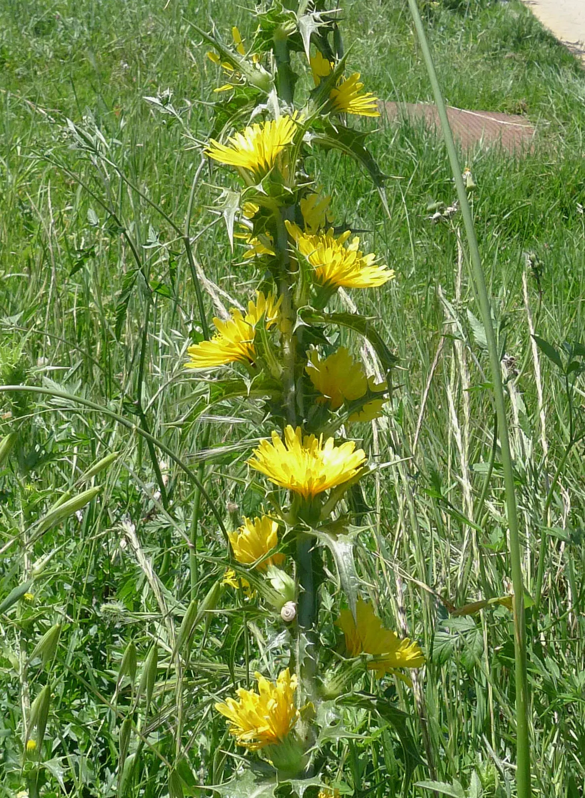 Bear's Breech (Acanthus Mollis) — Bear's Breech produces impressive vertical inflorescences that can soar up to 4 feet tall; bear's Breech is quite, image 89
